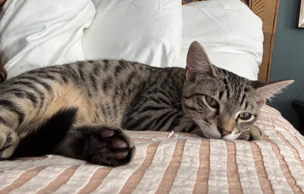 Max, Adoptable, Kitten Male Tabby & Domestic Short Hair.