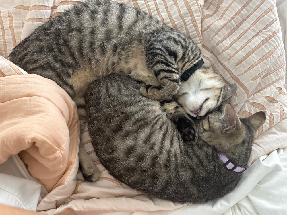 Enlarge Max, a Adoptable mixed breed in Richardson, TX image 2/6