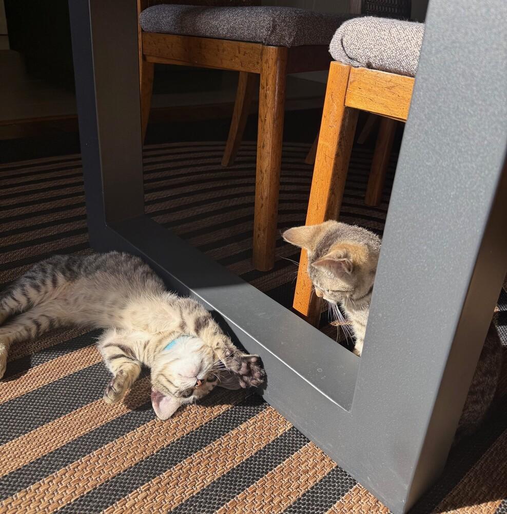 Enlarge Max, a Adoptable mixed breed in Richardson, TX image 3/6