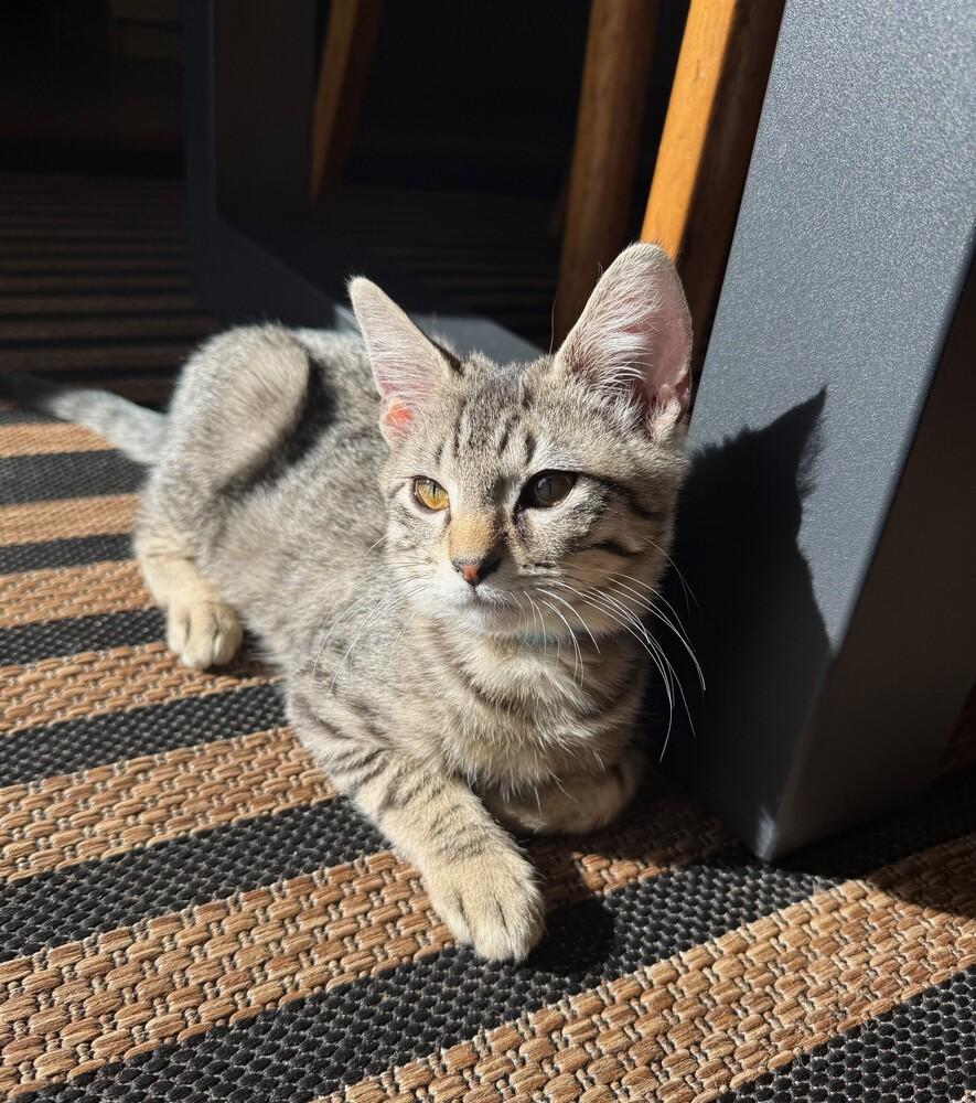 Enlarge Max, a Adoptable mixed breed in Richardson, TX image 4/6