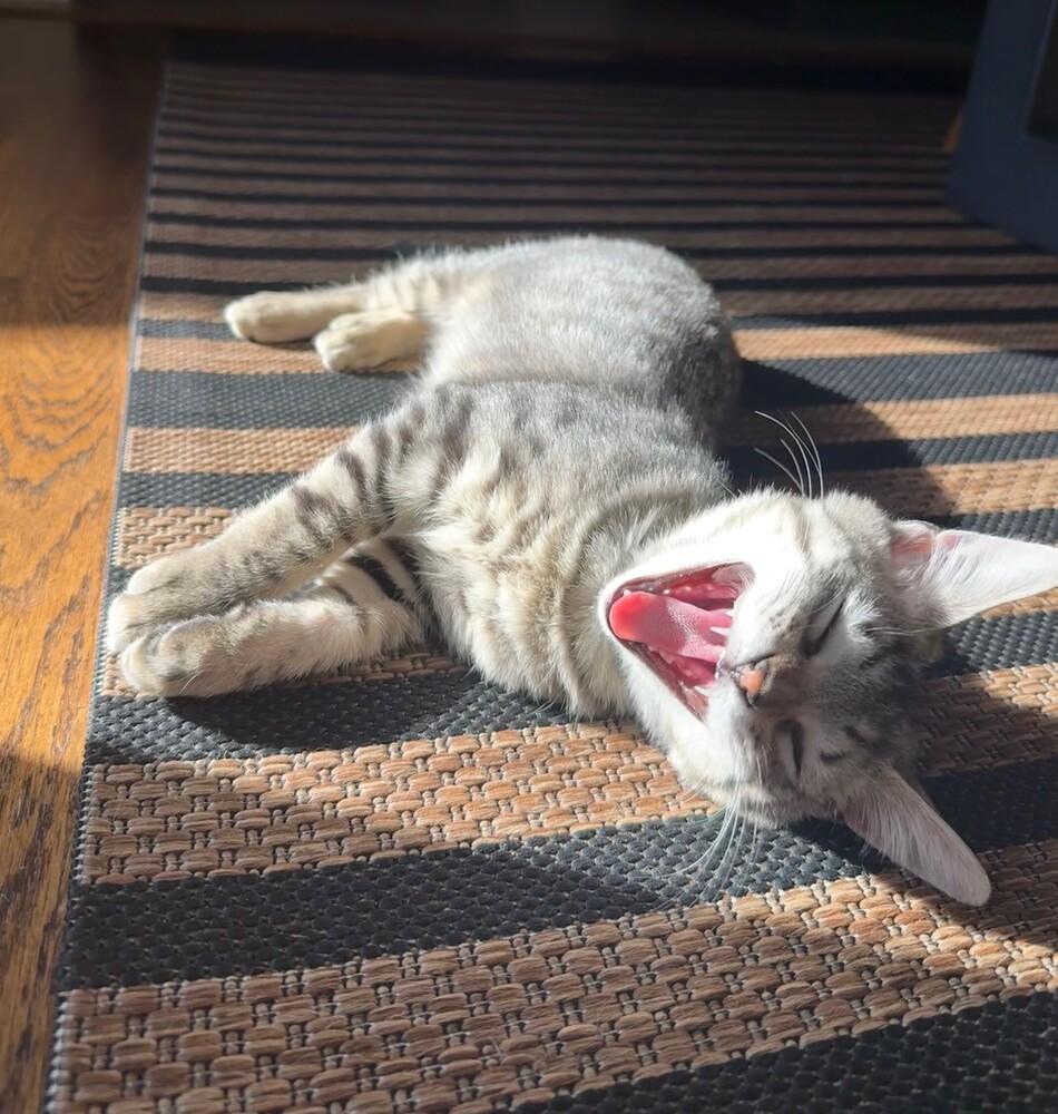 Enlarge Max, a Adoptable mixed breed in Richardson, TX image 5/6