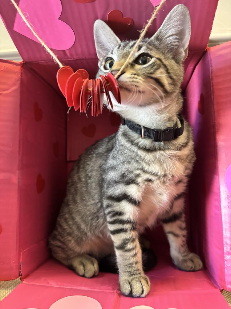 Enlarge Max, a Adoptable mixed breed in Richardson, TX image 3/6