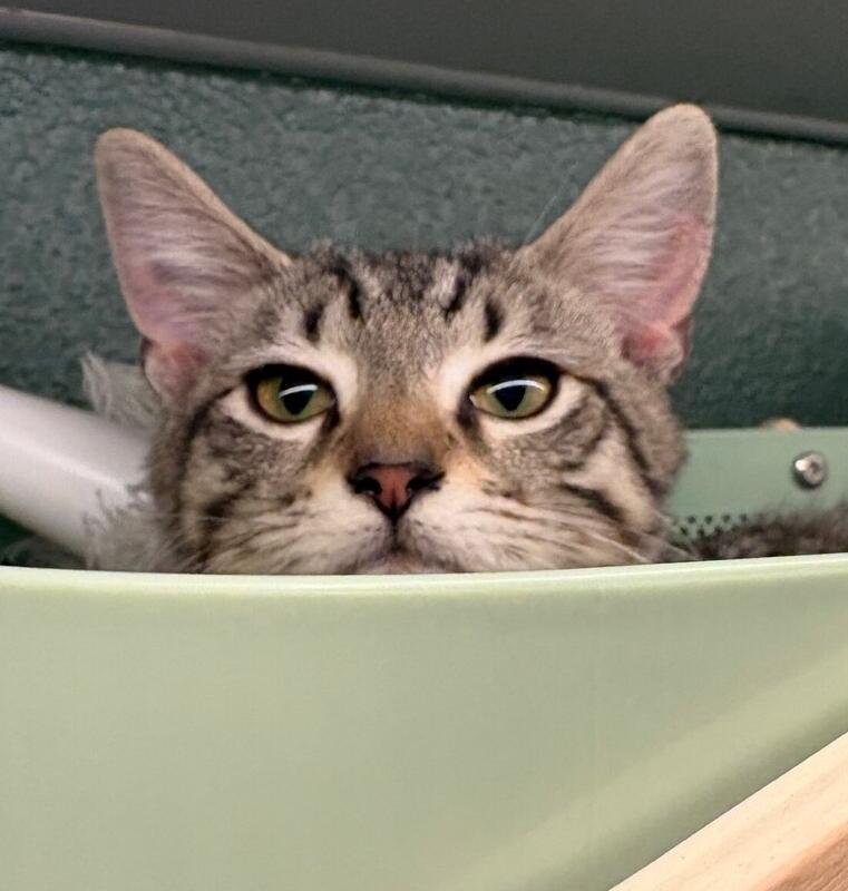 Enlarge Max, a Adoptable mixed breed in Richardson, TX image 5/6