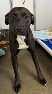Enlarge Rufus, a Adoptable Pit Bull Terrier in Lagrange, IN image 1/1