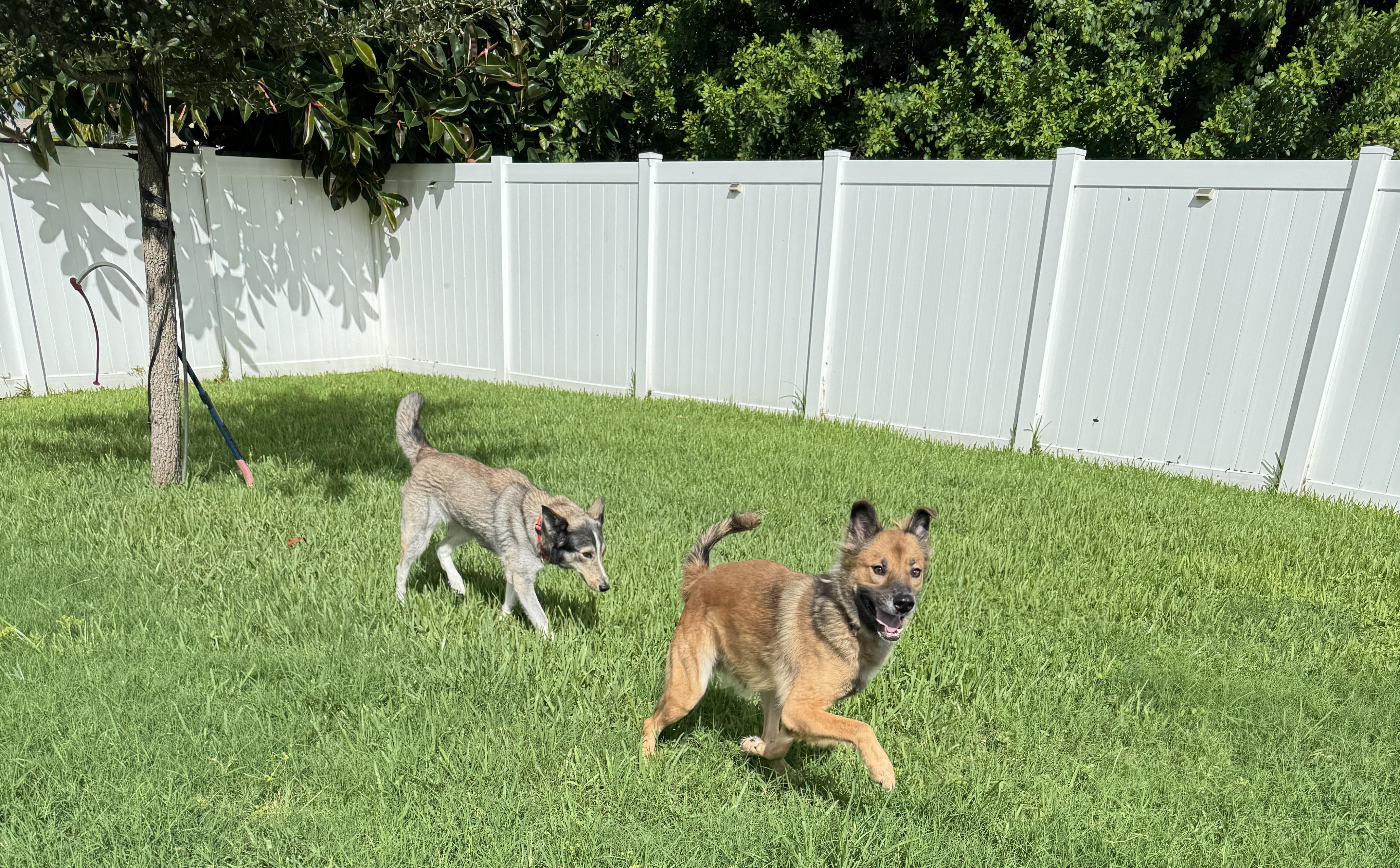 Limbo, a Adoptable mixed breed in Port Saint Lucie, FL image 2/2