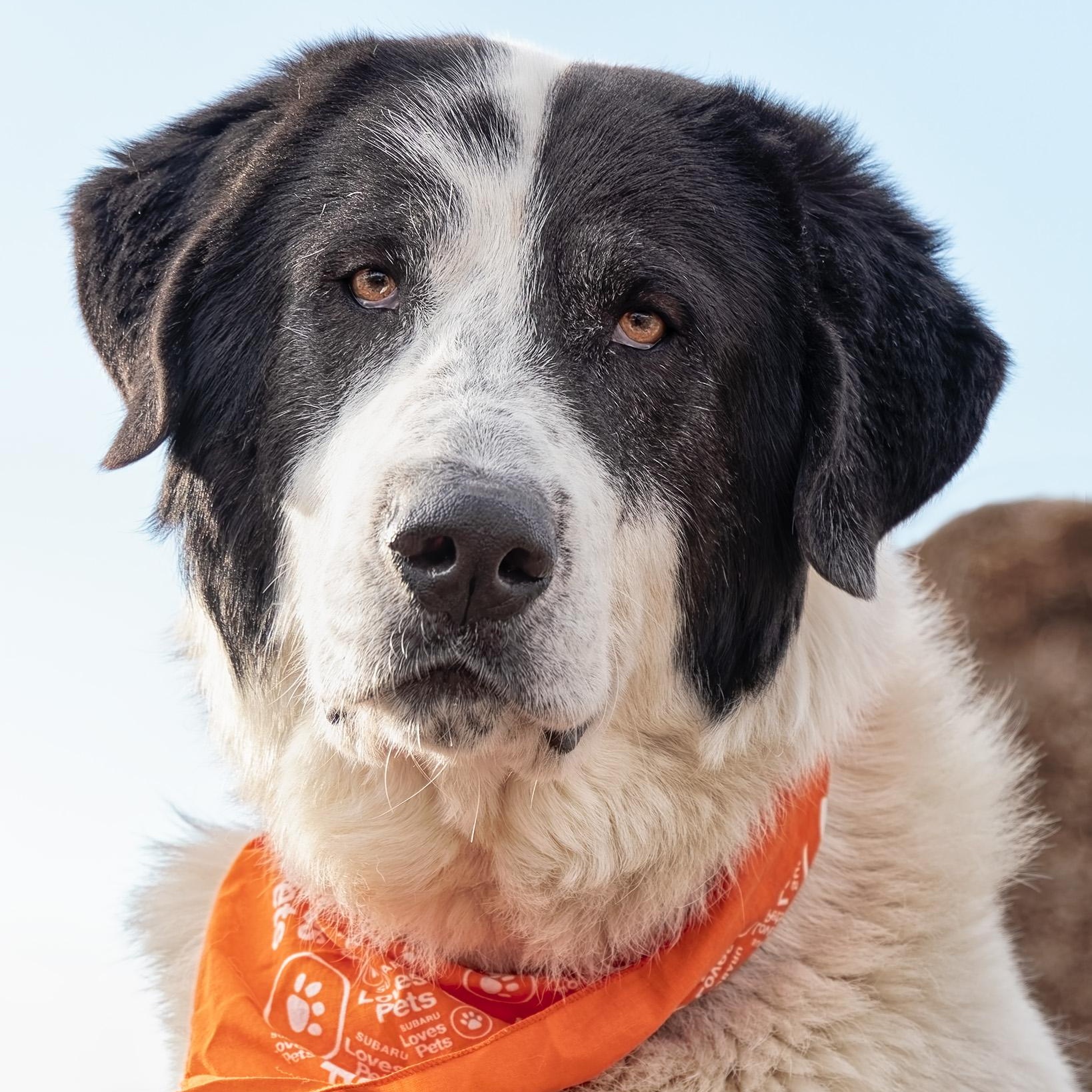 Enlarge Casey, a ADOPTABLE mixed breed in Clarinda, IA image 3/4