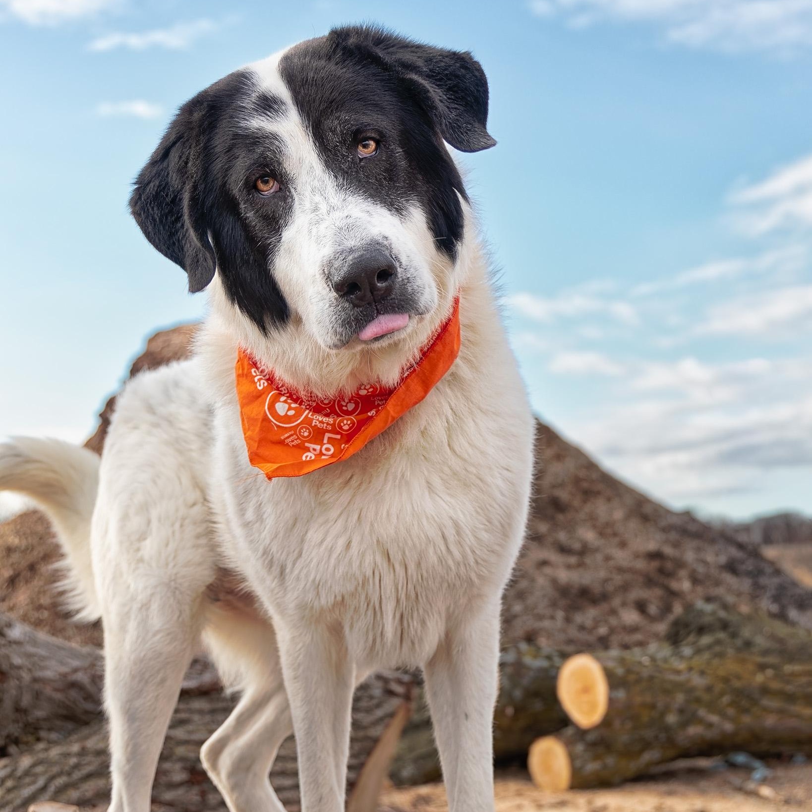 Enlarge Casey, a ADOPTABLE mixed breed in Clarinda, IA image 4/4