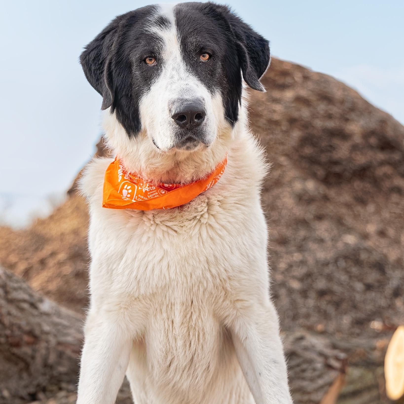 Enlarge Casey, a ADOPTABLE mixed breed in Clarinda, IA image 2/4