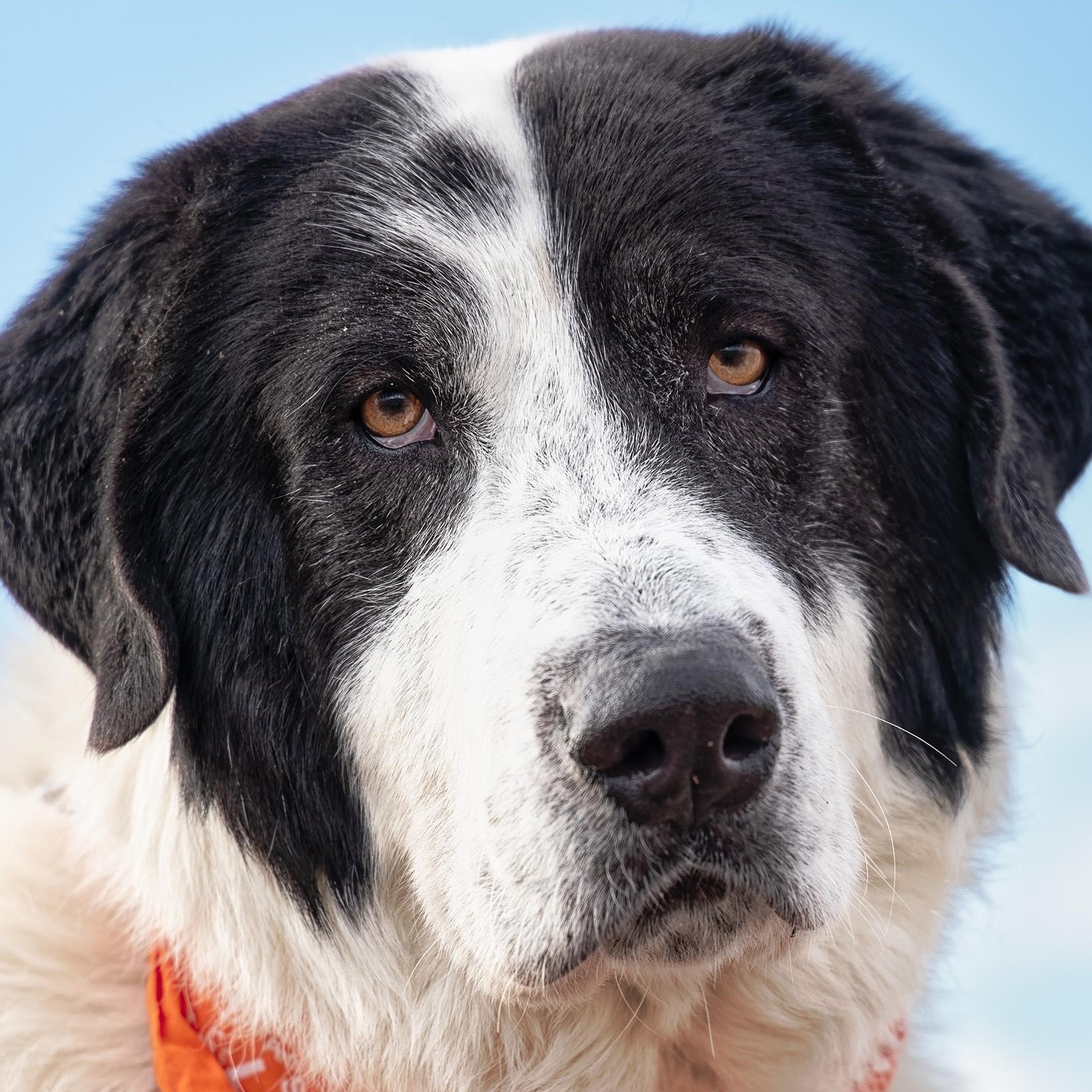 Enlarge Casey, a ADOPTABLE mixed breed in Clarinda, IA image 1/4