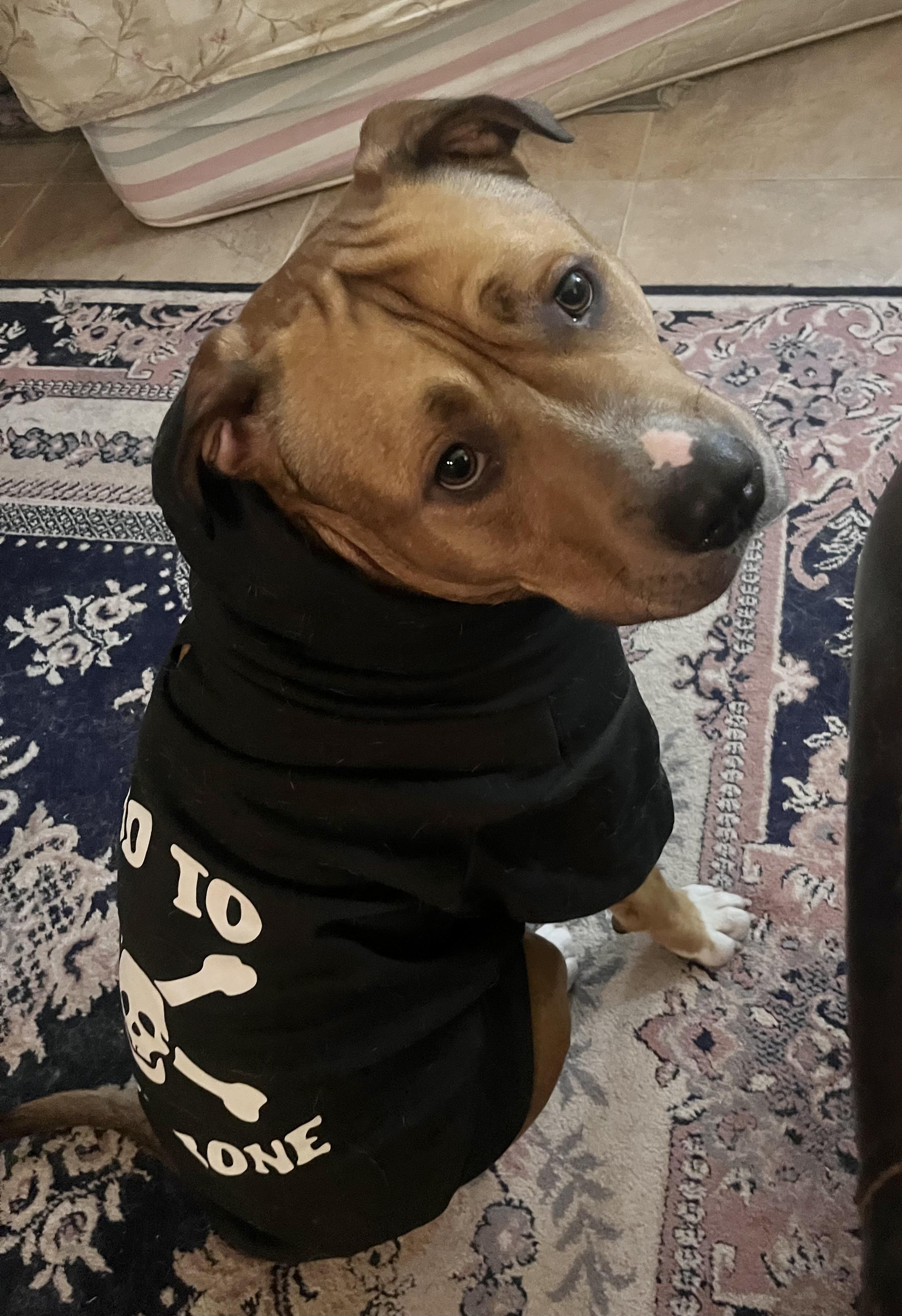 Enlarge Jethro, a Adoptable mixed breed in Rochester, NY image 3/6