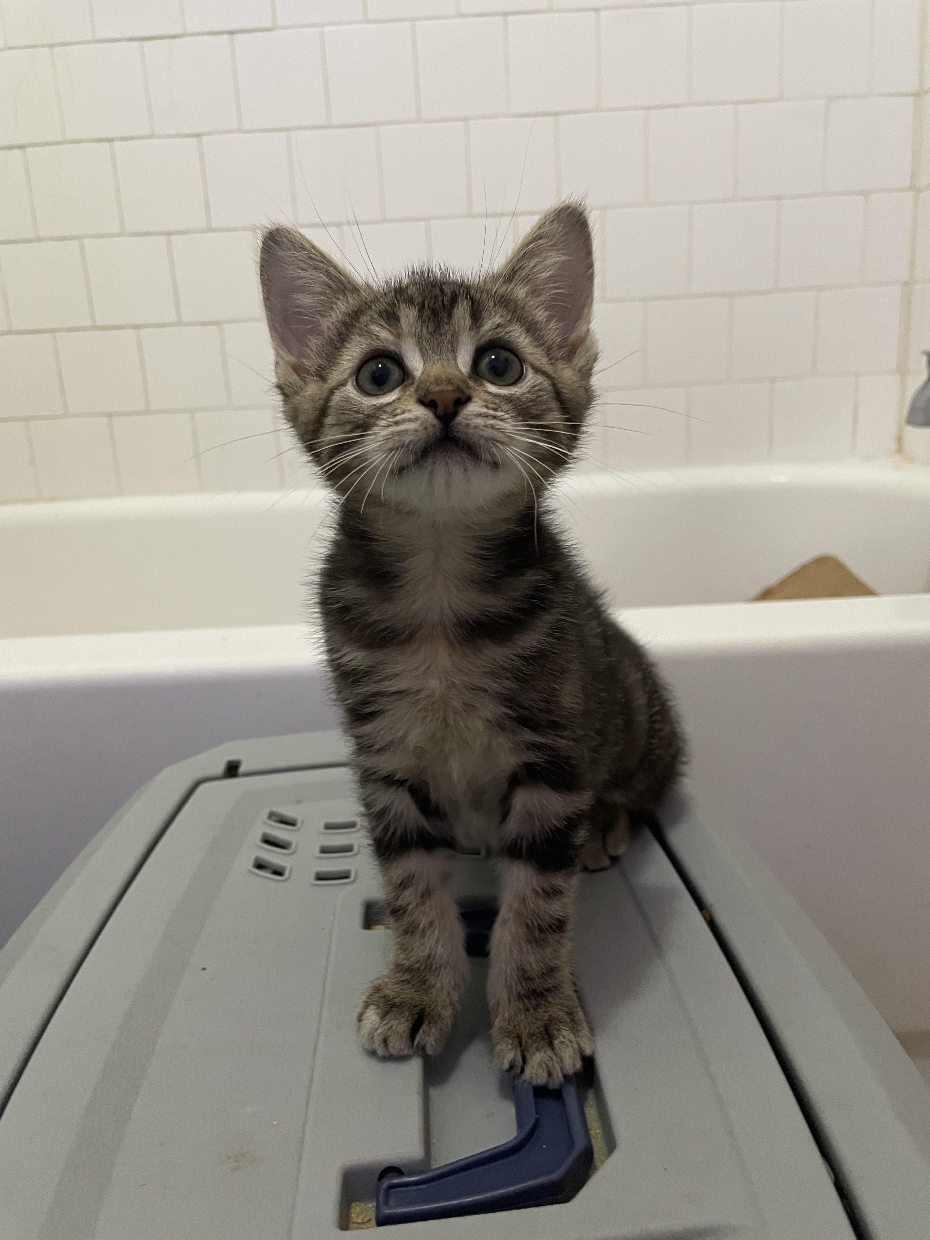 Enlarge Bea, a Adopted Domestic Short Hair in Long Beach, CA image 1/6