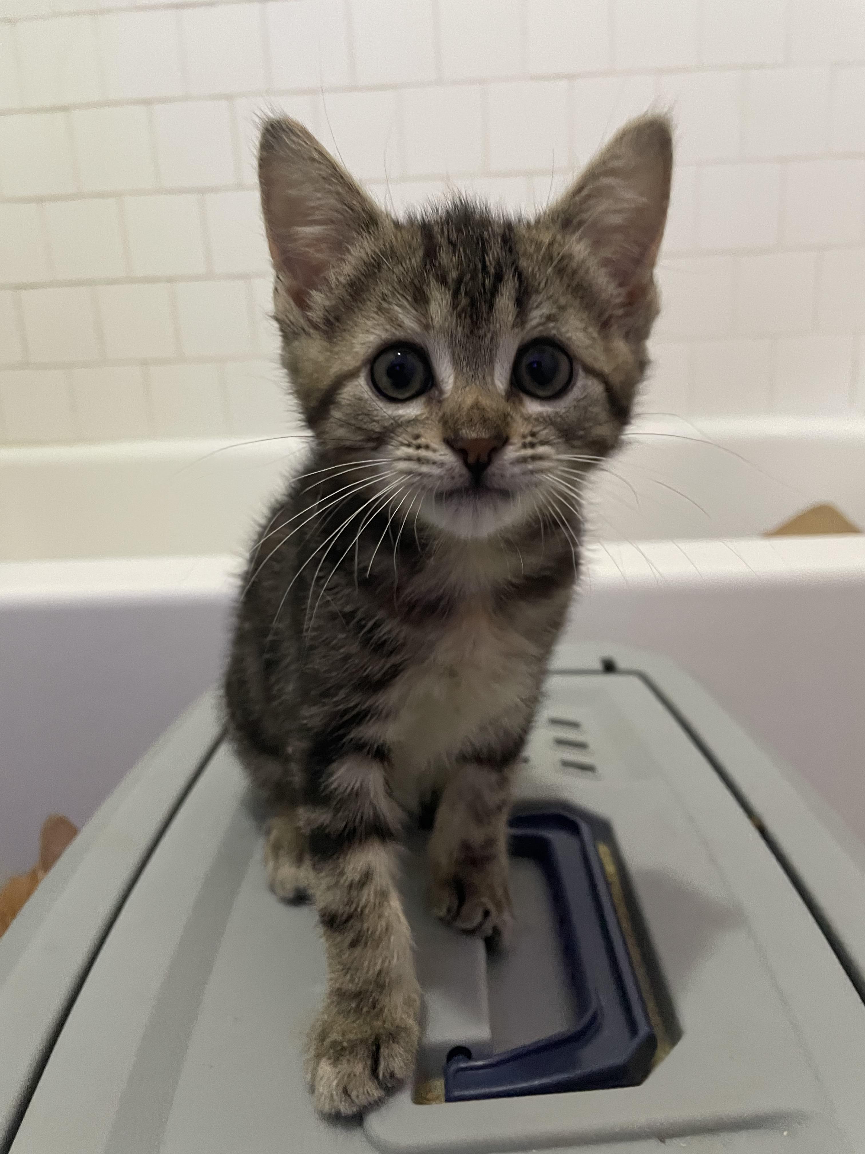 Enlarge Bea, a Adopted Domestic Short Hair in Long Beach, CA image 6/6