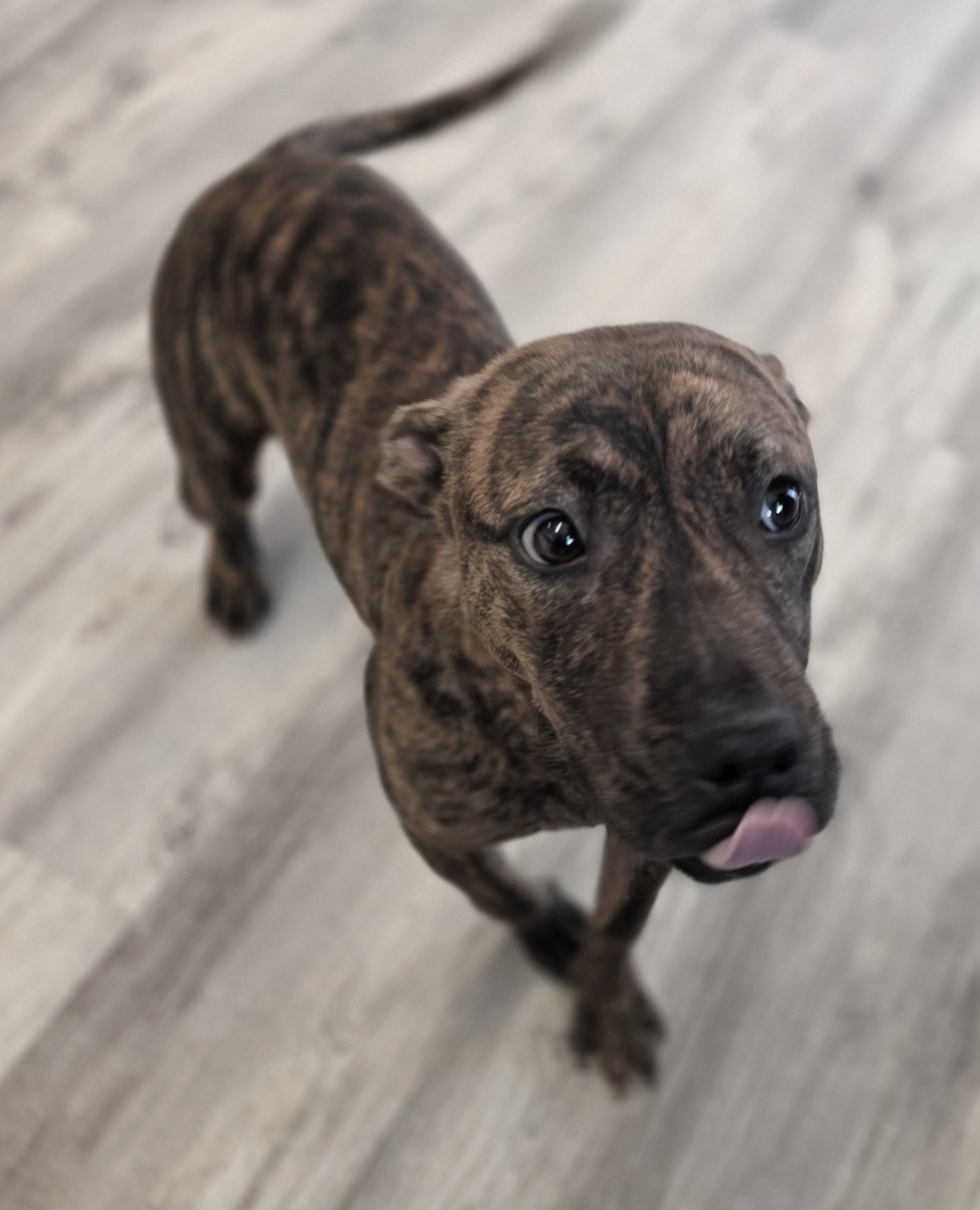 Ms. Bunny, ADOPTABLE, Puppy Female Mixed Breed.