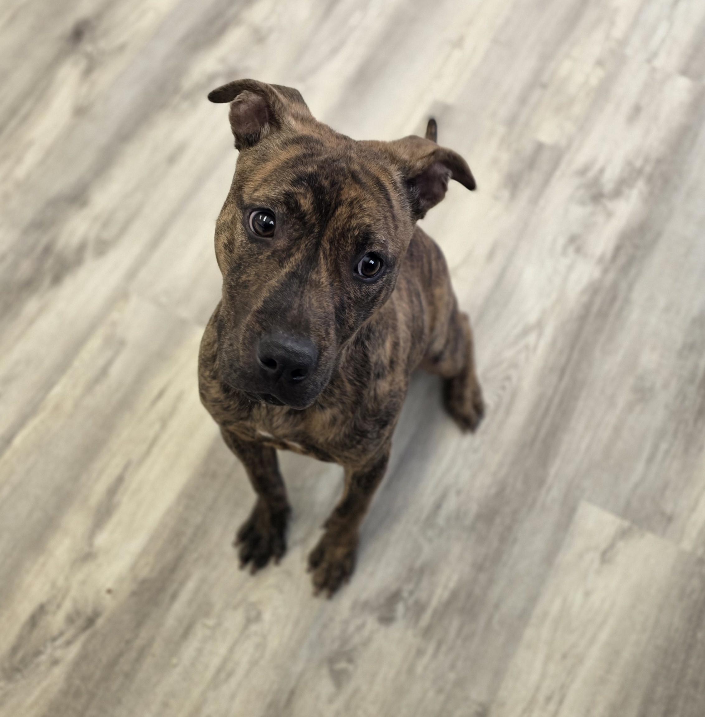 Enlarge Ms. Bunny, a ADOPTABLE mixed breed in PHILADELPHIA, TN image 2/2