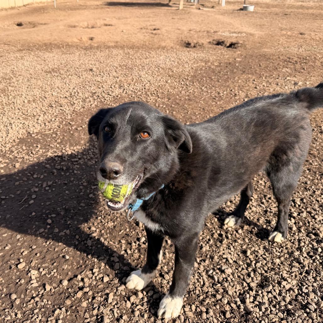 Enlarge DARRELL, a Adoptable mixed breed in Pagosa Springs, CO image 2/6