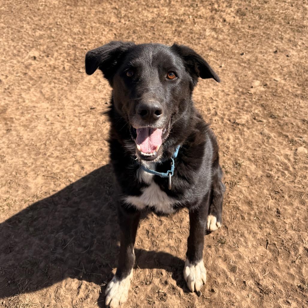 Enlarge DARRELL, a Adoptable mixed breed in Pagosa Springs, CO image 3/6