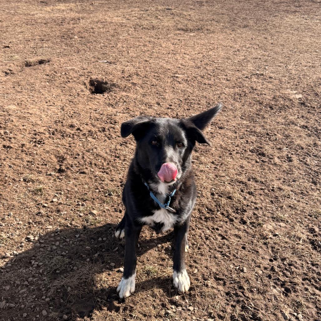 Enlarge DARRELL, a Adoptable mixed breed in Pagosa Springs, CO image 6/6