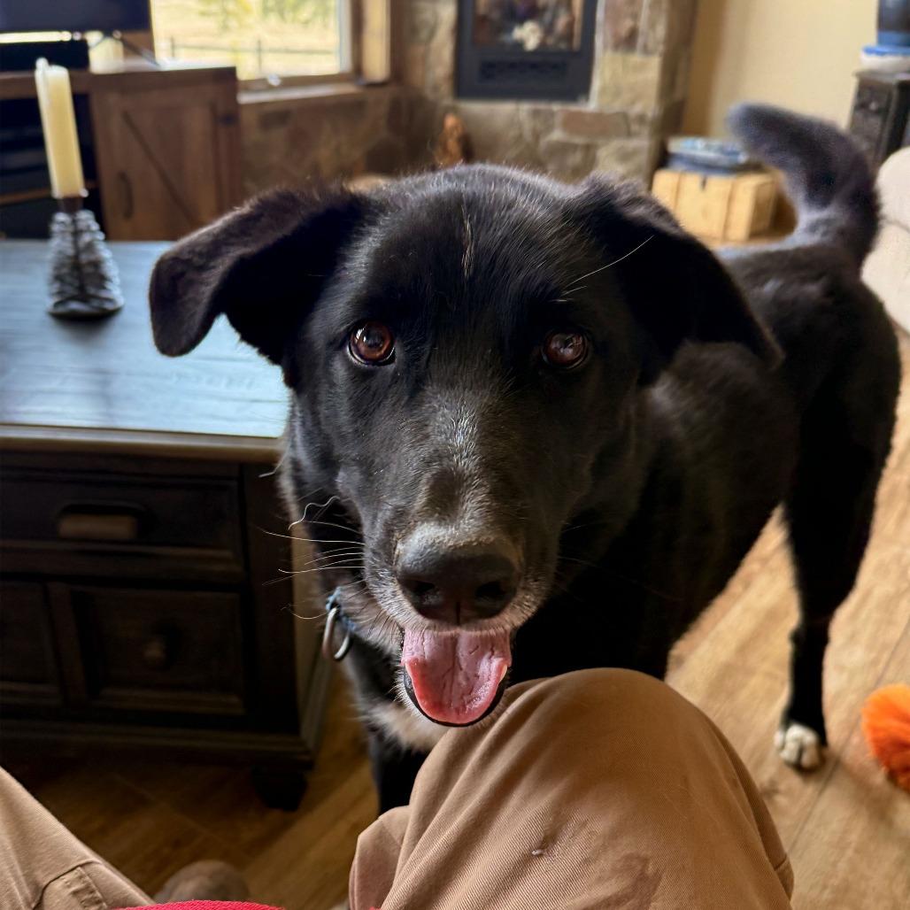 Enlarge DARRELL, a Adoptable mixed breed in Pagosa Springs, CO image 6/6