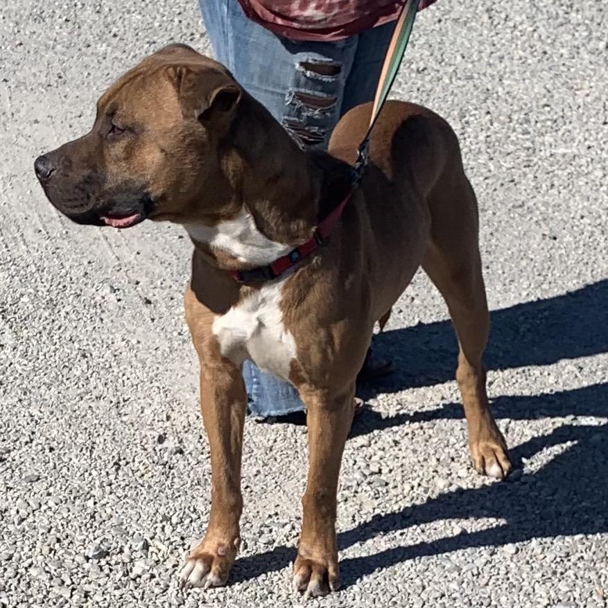 Enlarge Wendell, a Adoptable Mixed Breed in Pauls Valley, OK image 1/6