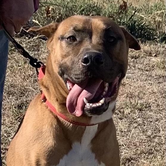 Enlarge Wendell, a Adoptable Mixed Breed in Pauls Valley, OK image 2/6