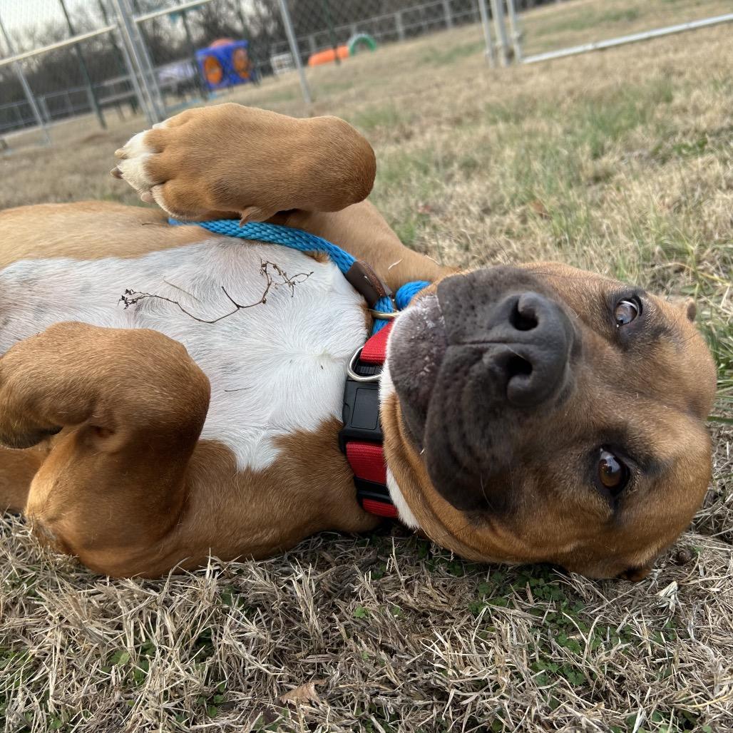 Enlarge Wendell, a Adoptable Mixed Breed in Pauls Valley, OK image 3/6