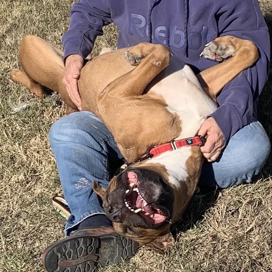 Enlarge Wendell, a Adoptable Mixed Breed in Pauls Valley, OK image 4/6