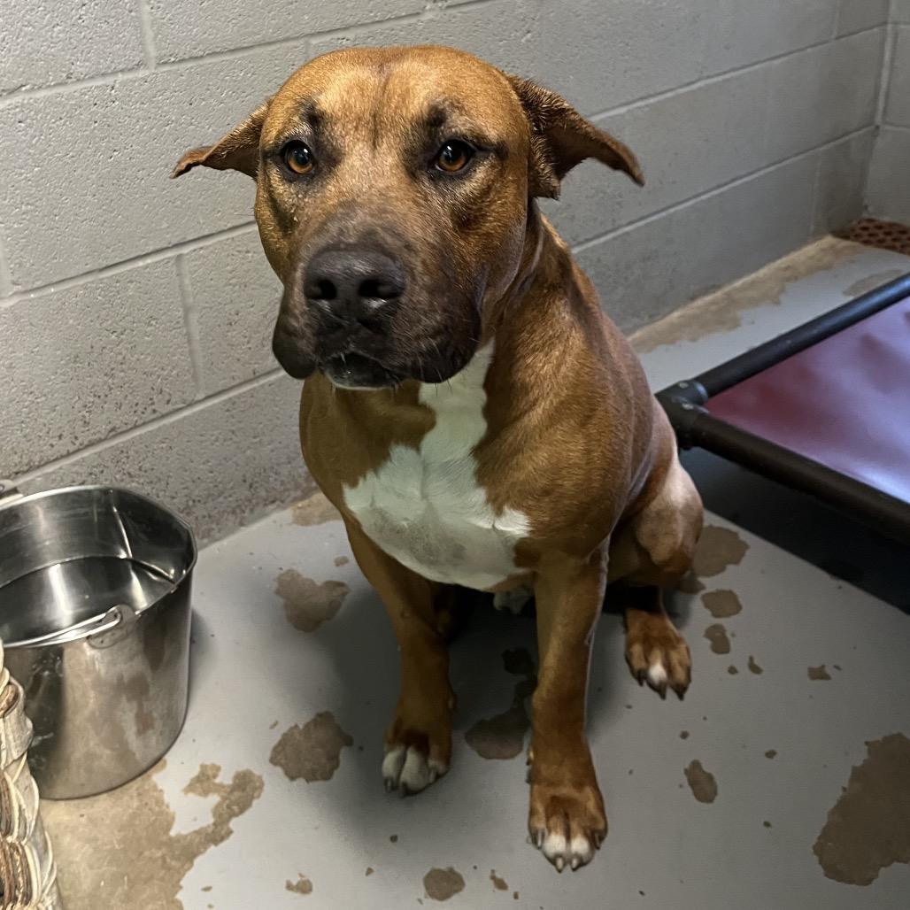 Enlarge Wendell, a Adoptable Mixed Breed in Pauls Valley, OK image 5/6