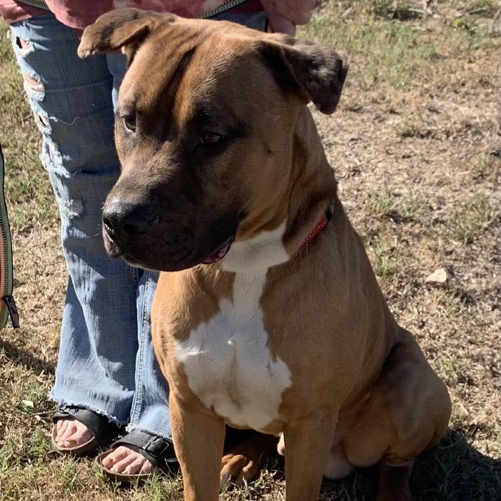 Enlarge Wendell, a Adoptable Mixed Breed in Pauls Valley, OK image 6/6