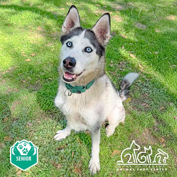 Enlarge HANA, a Adoptable Husky in Irvine, CA image 1/1