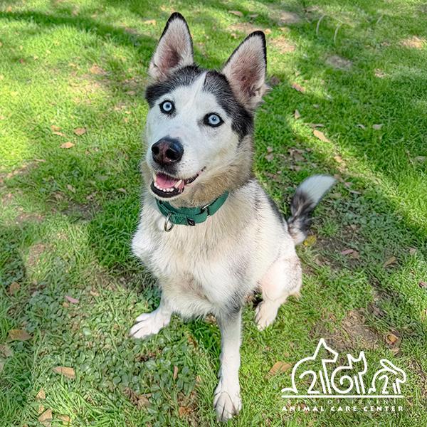 Enlarge HANA, a Adoptable Husky in Irvine, CA image 1/1