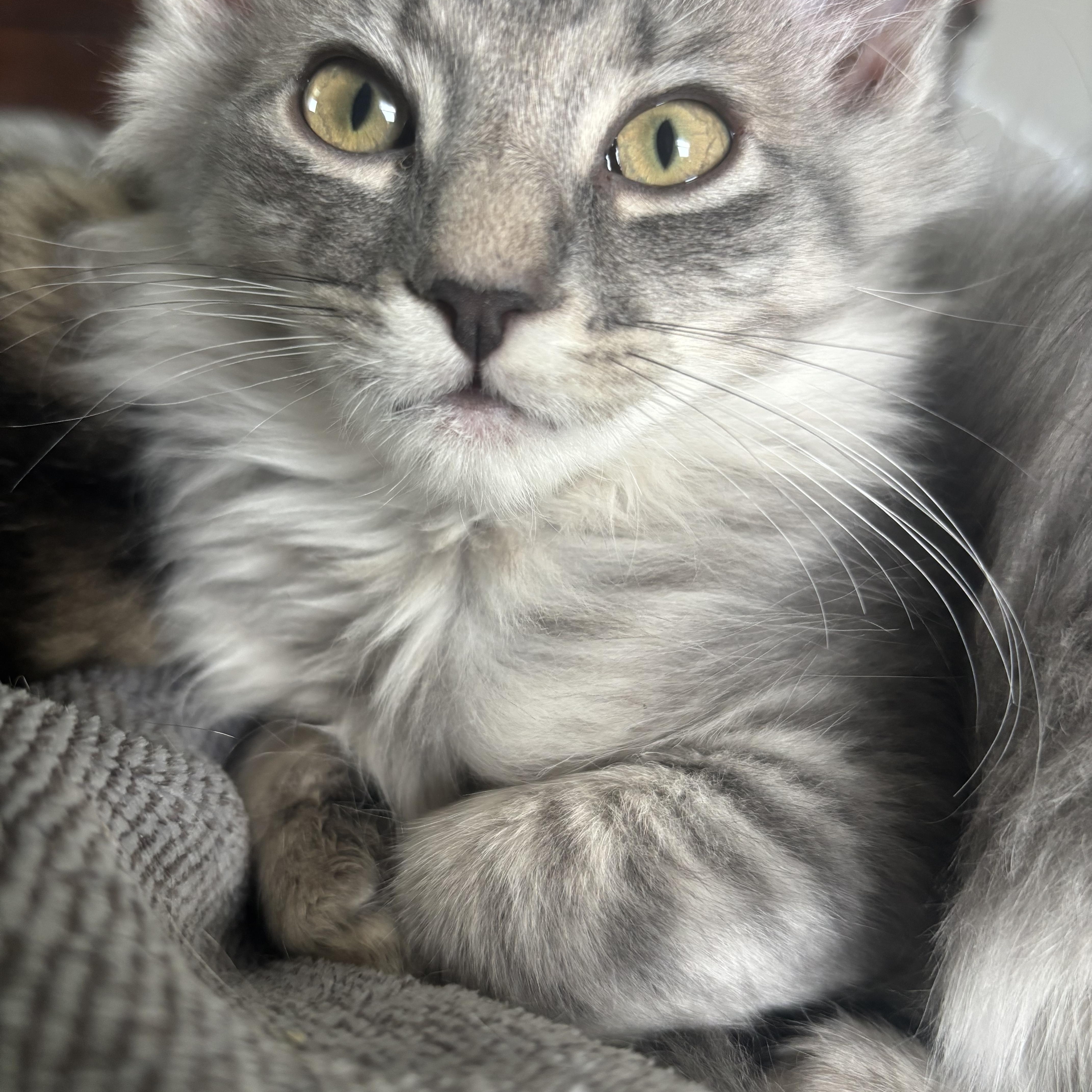Percy, an adopted Domestic Long Hair in Kirklin, IN image 2/5