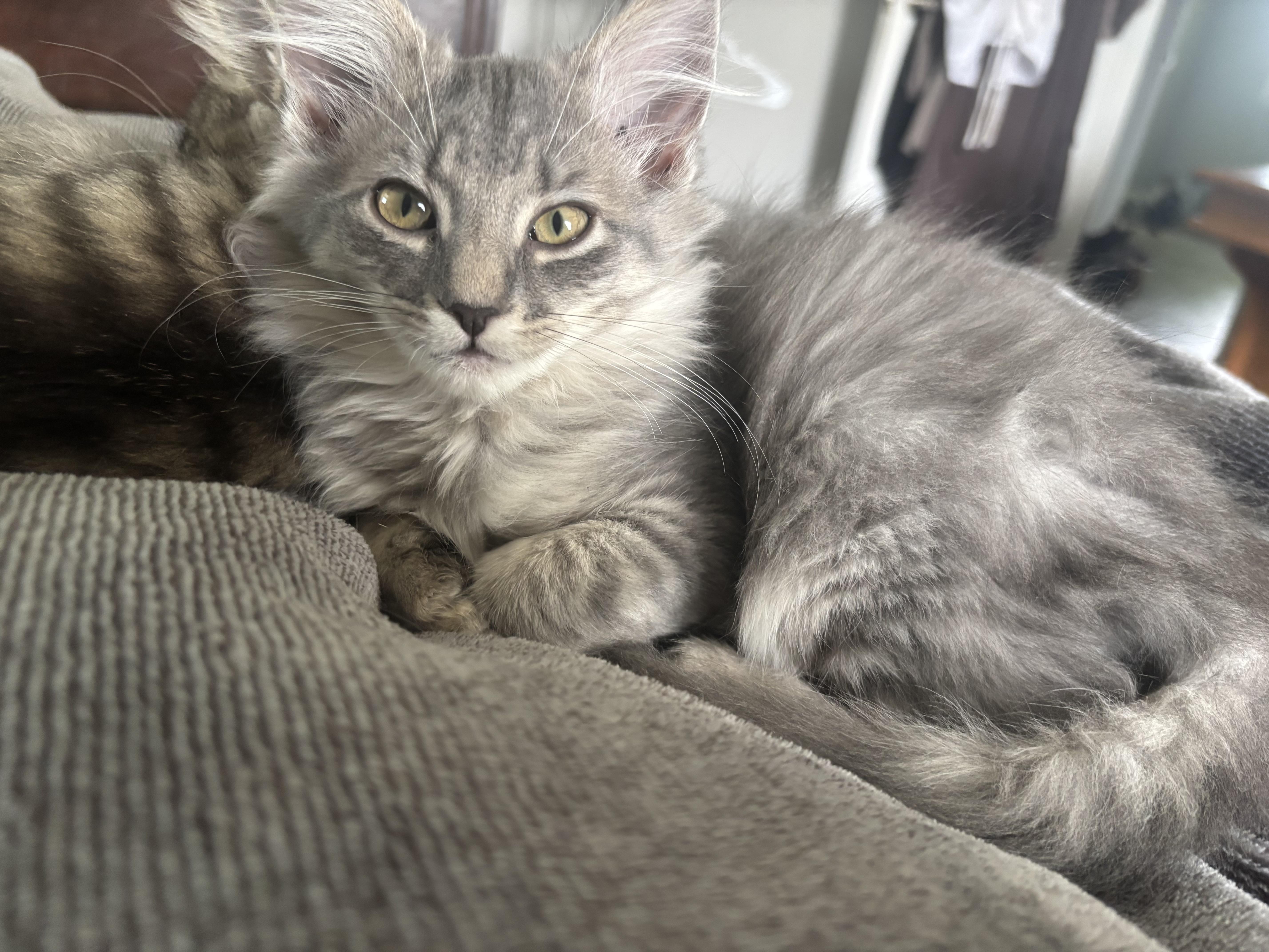 Percy, an adopted Domestic Long Hair in Kirklin, IN image 1/5