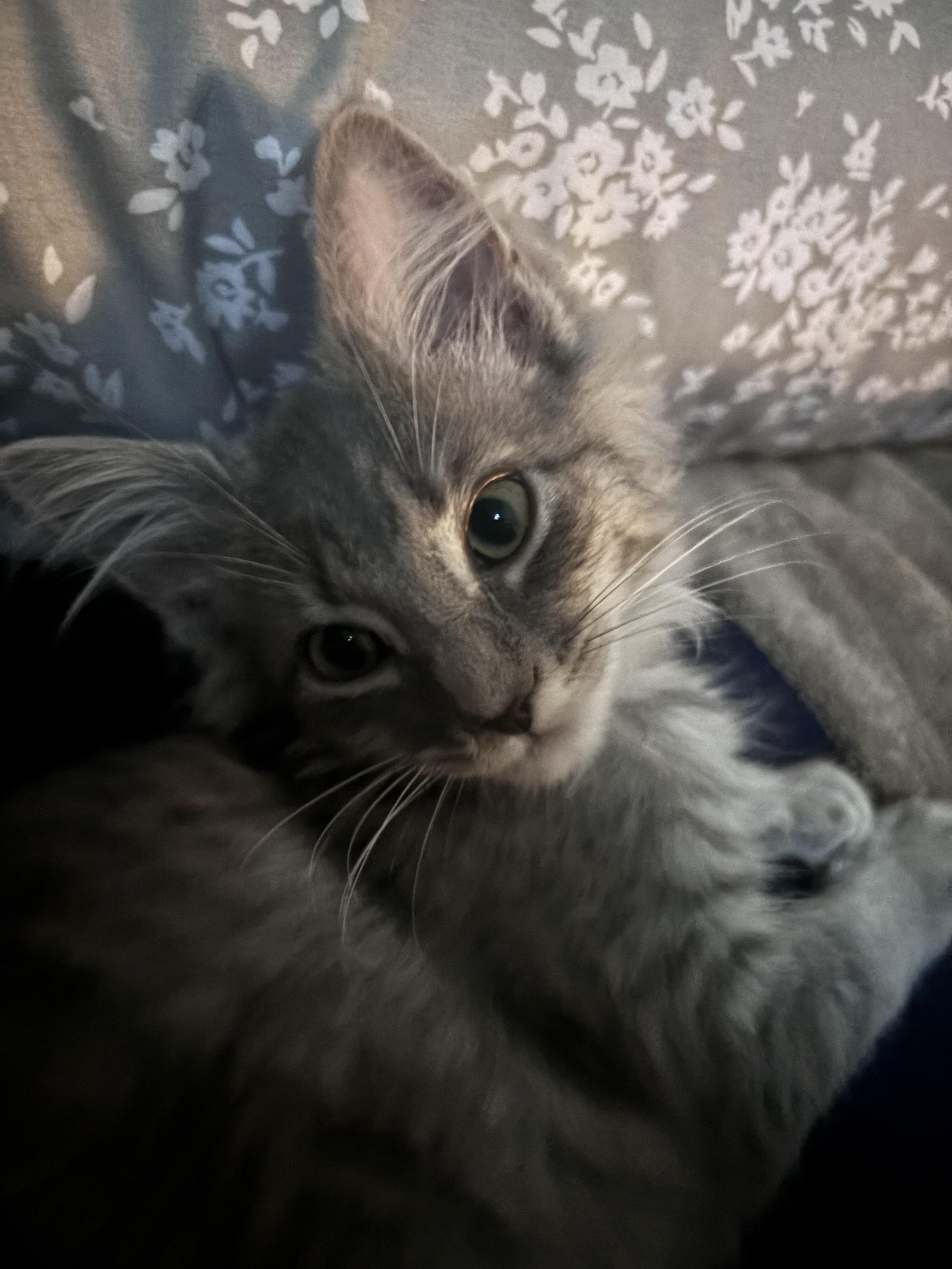 Percy, an adopted Domestic Long Hair in Kirklin, IN image 4/5