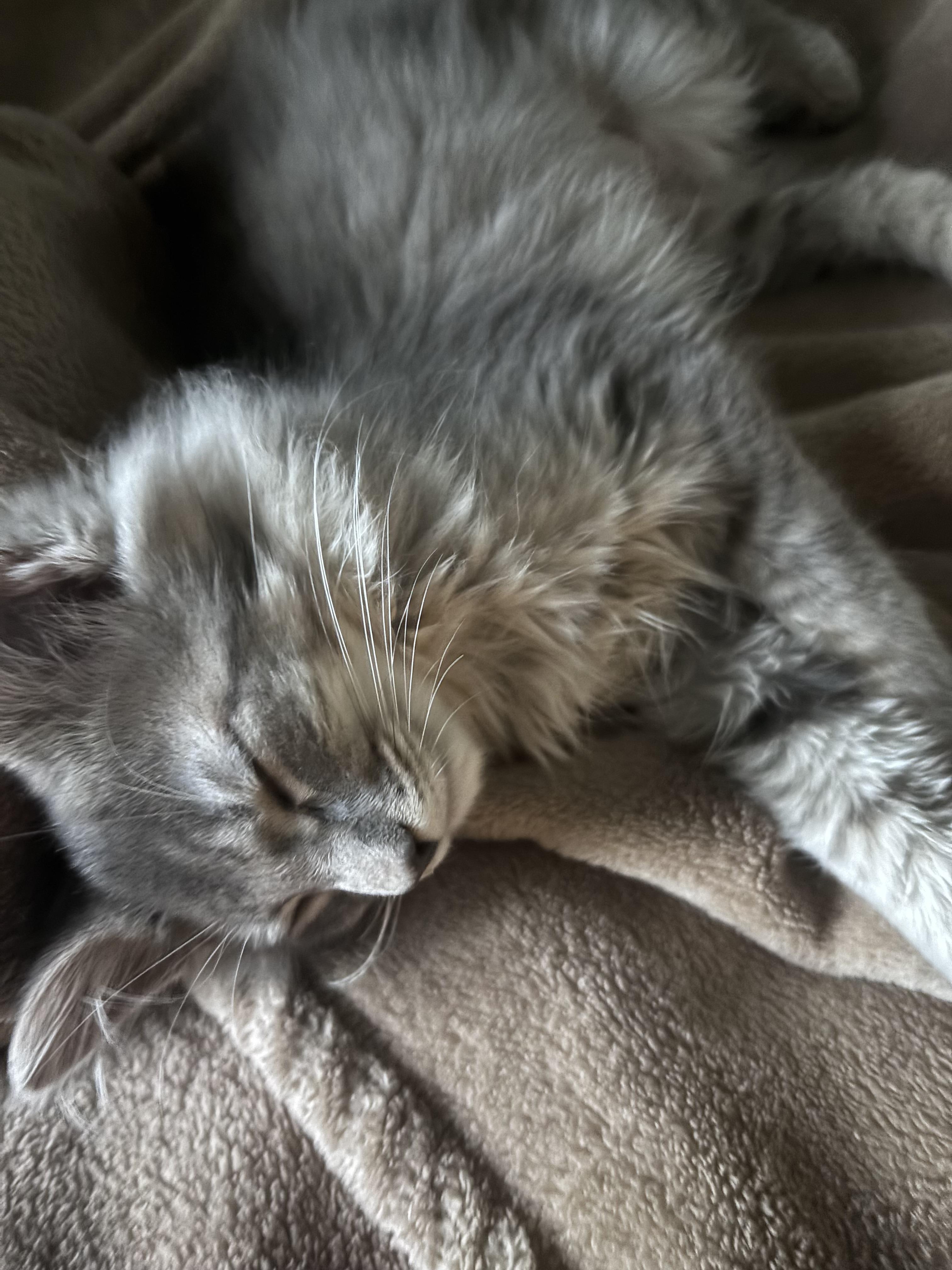 Percy, an adopted Domestic Long Hair in Kirklin, IN image 3/5