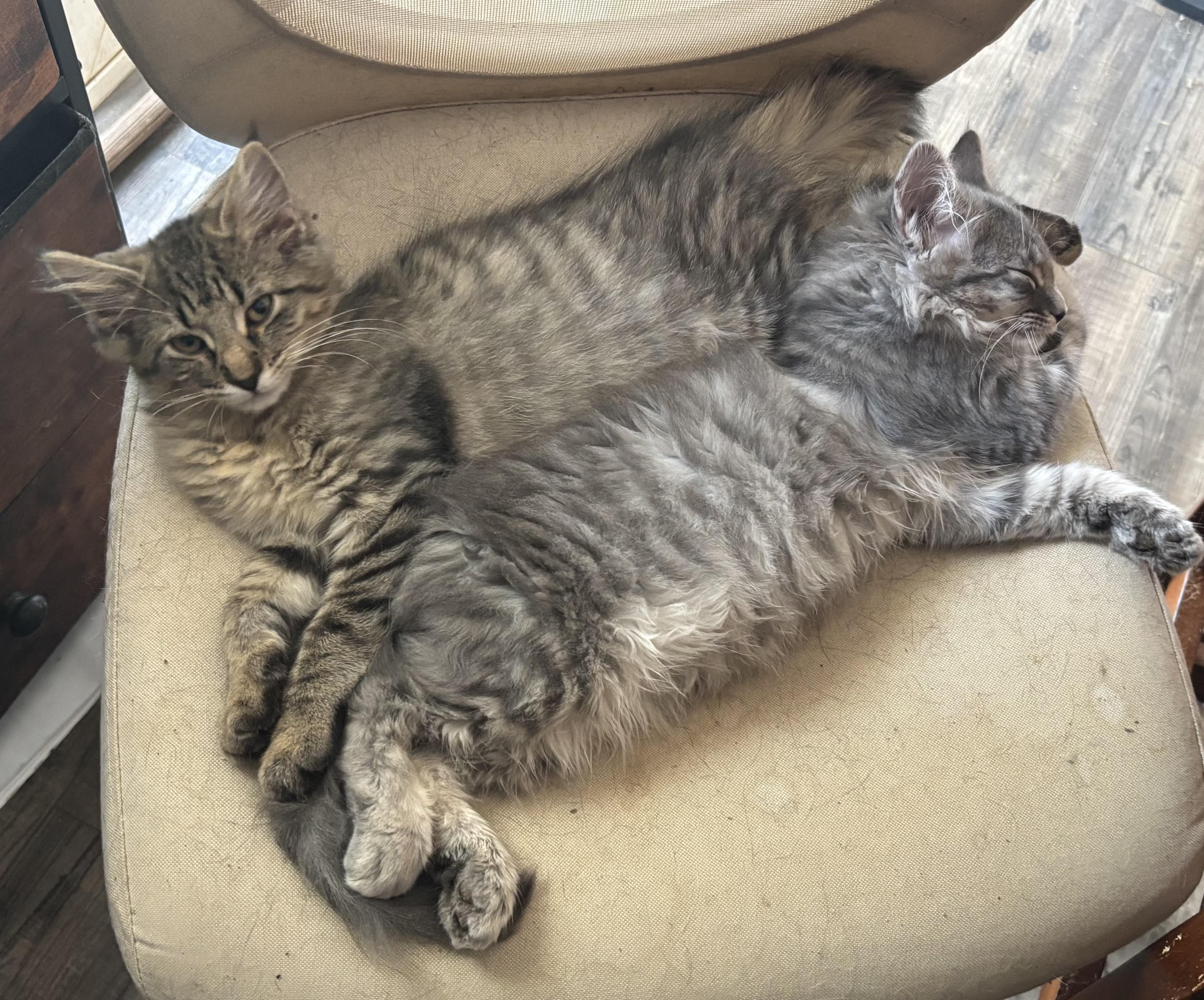 Percy, an adopted Domestic Long Hair in Kirklin, IN image 5/5