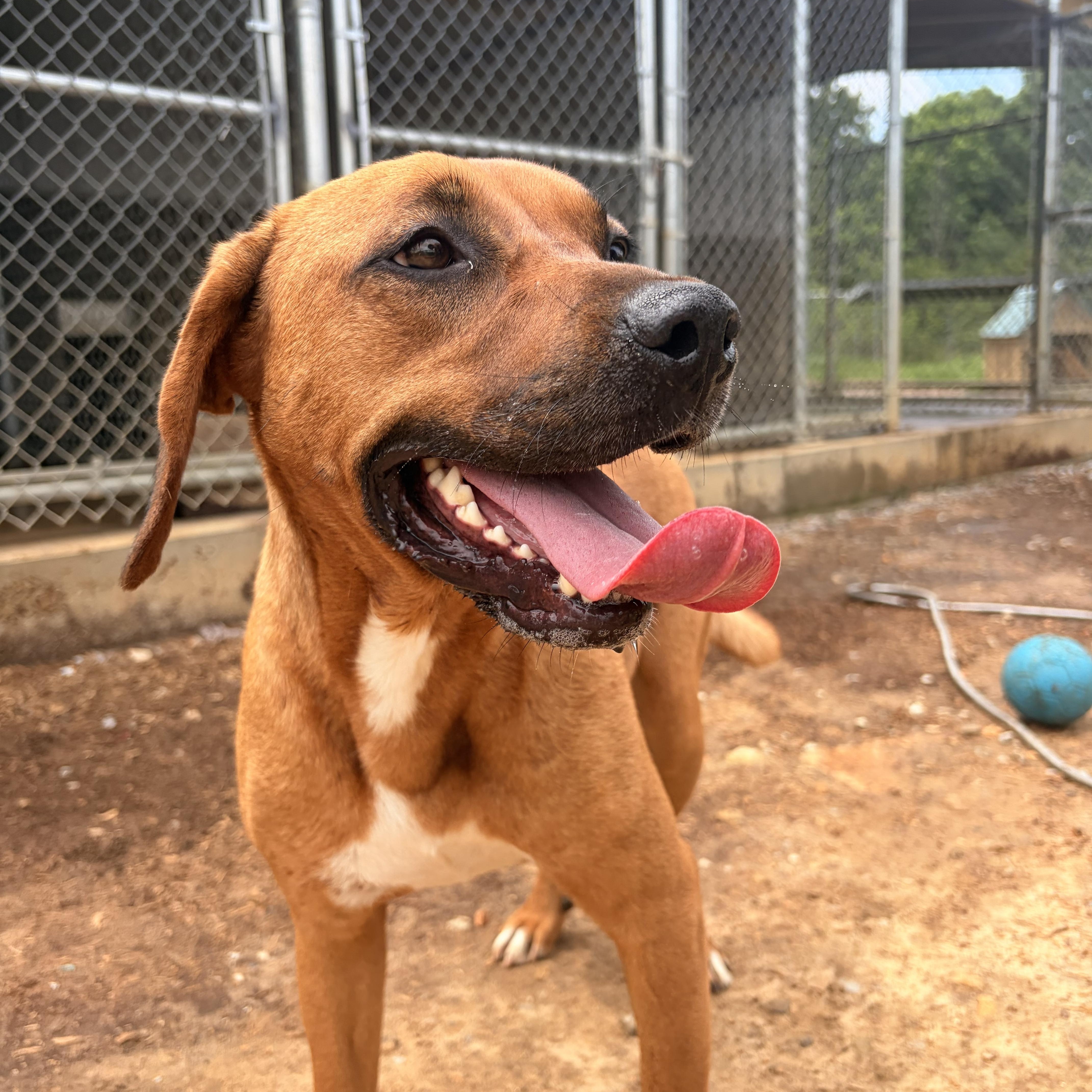Enlarge Sassy, a Adoptable mixed breed in Melbourne, AR image 4/4
