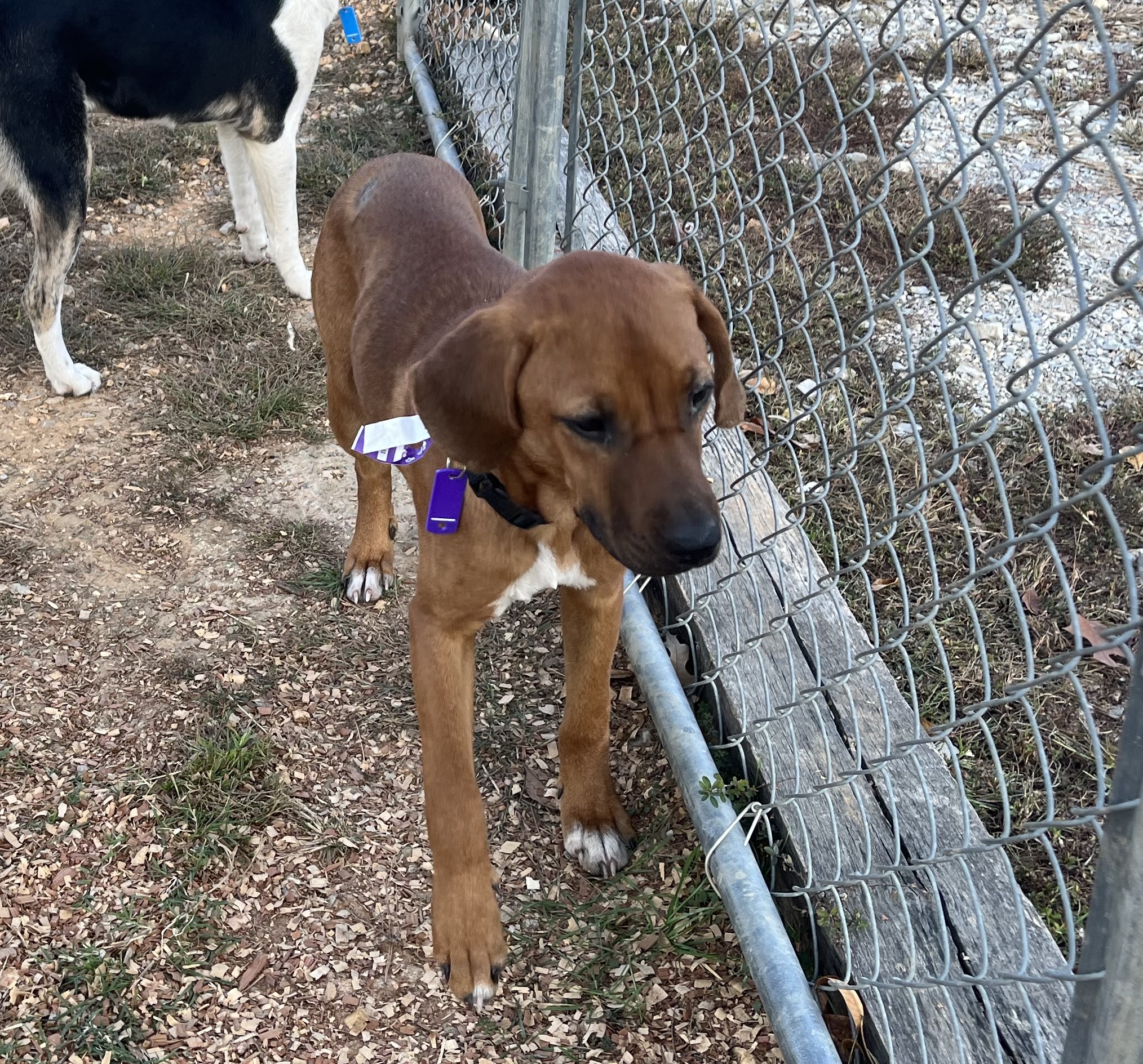 Sassy, a Adoptable mixed breed in Melbourne, AR image 2/5