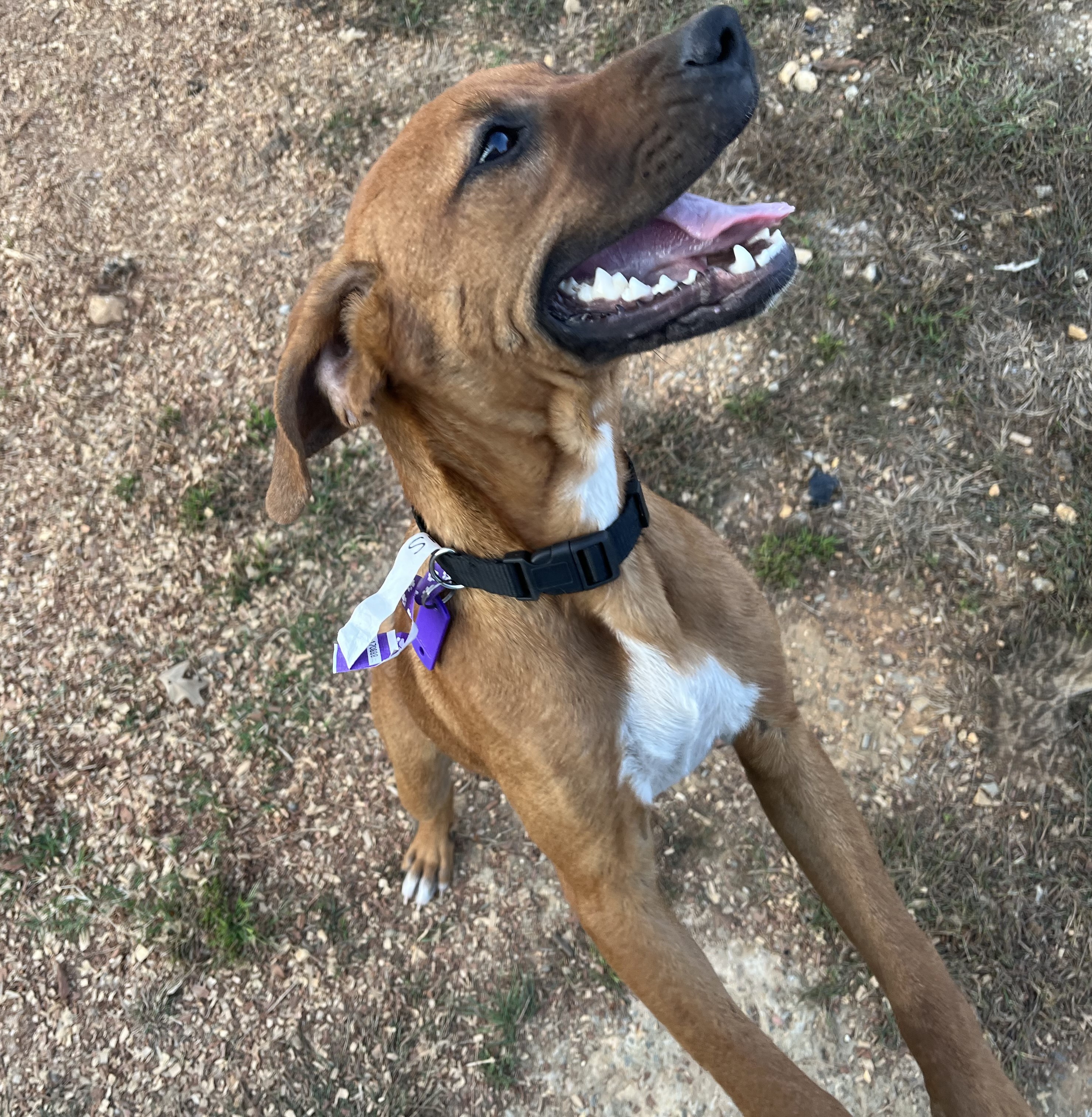 Sassy, a Adoptable mixed breed in Melbourne, AR image 4/5