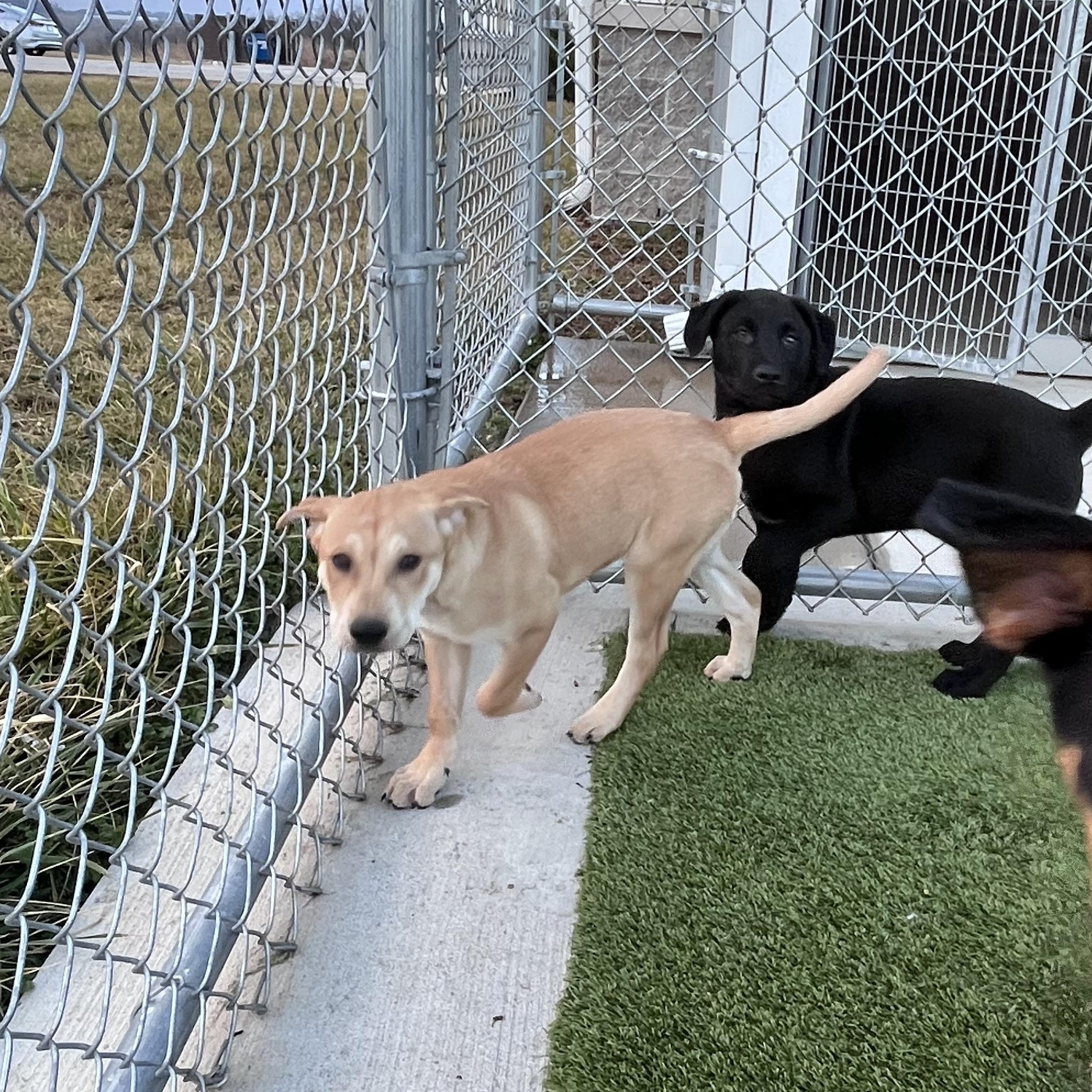 Enlarge Adelaide, a ADOPTABLE mixed breed in Liberty, MO image 3/4