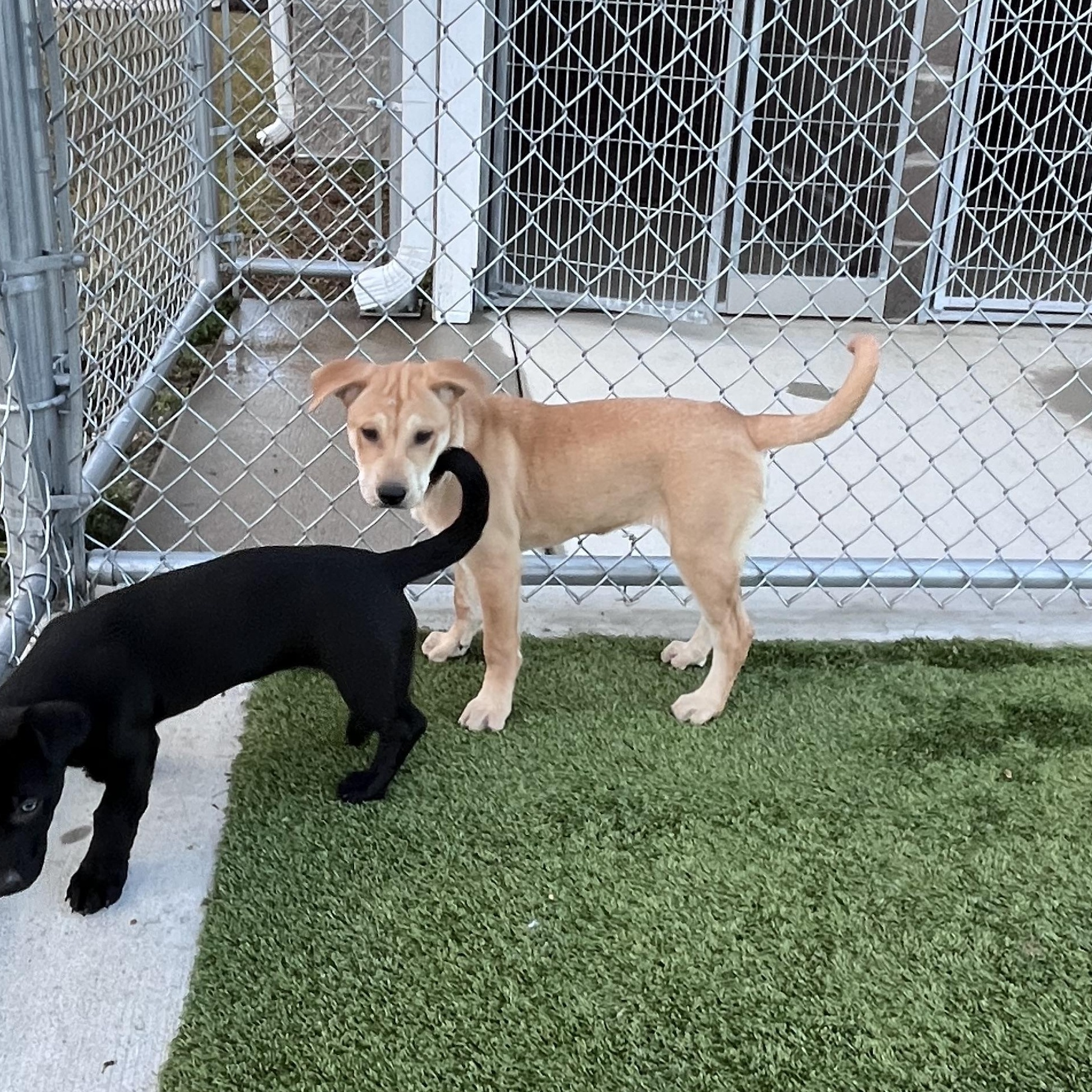 Enlarge Adelaide, a ADOPTABLE mixed breed in Liberty, MO image 4/4