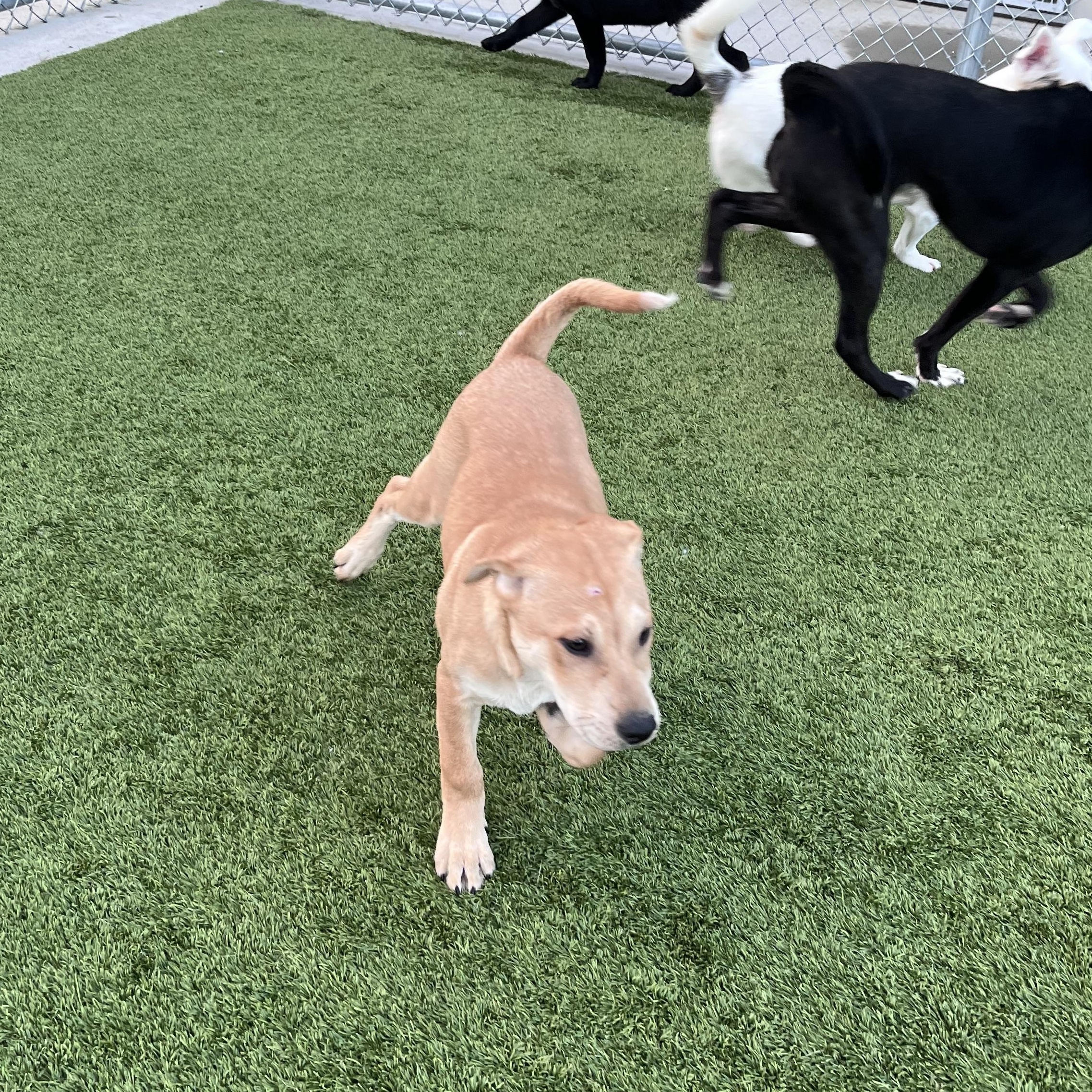 Enlarge Adelaide, a ADOPTABLE mixed breed in Liberty, MO image 1/4