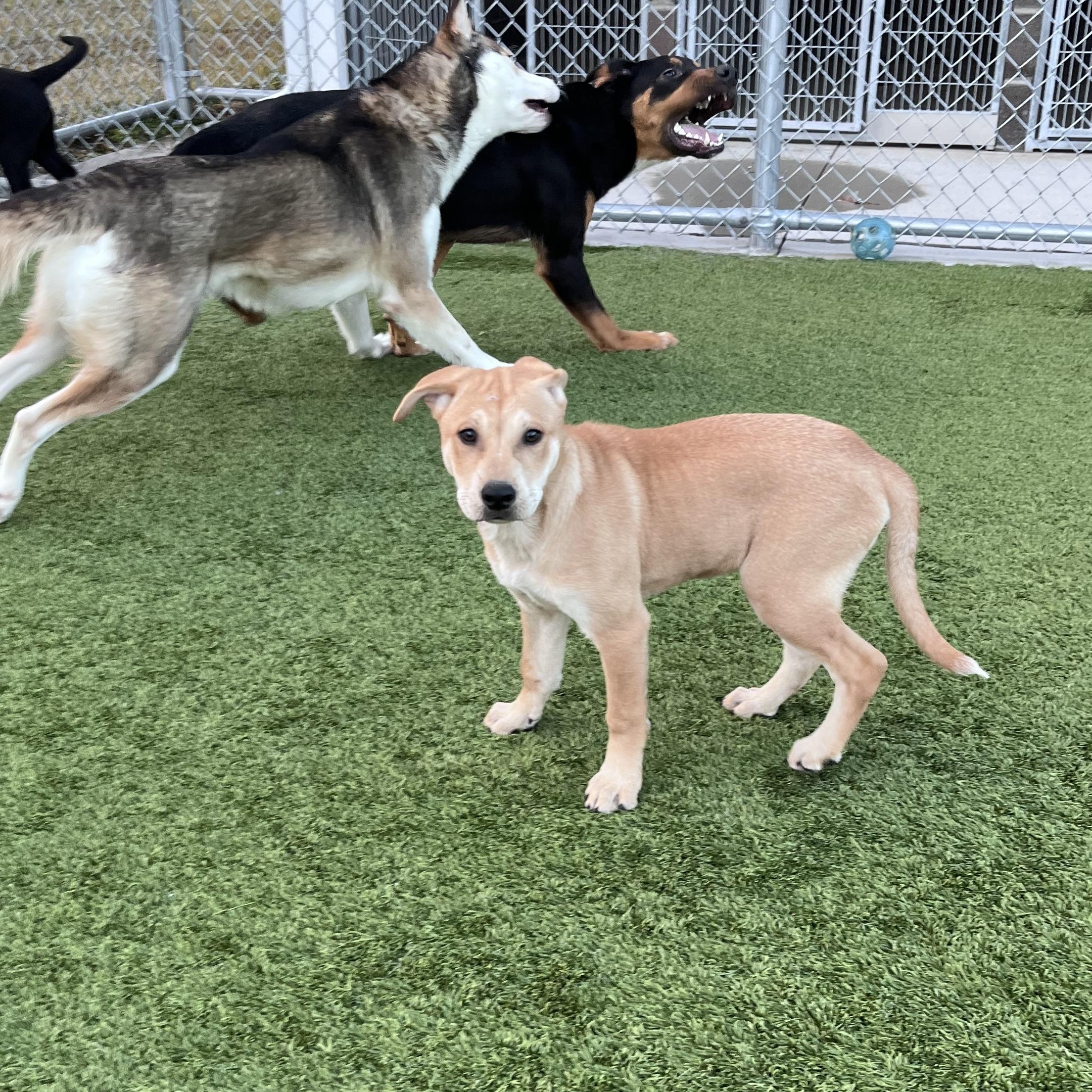 Enlarge Adelaide, a ADOPTABLE mixed breed in Liberty, MO image 2/4