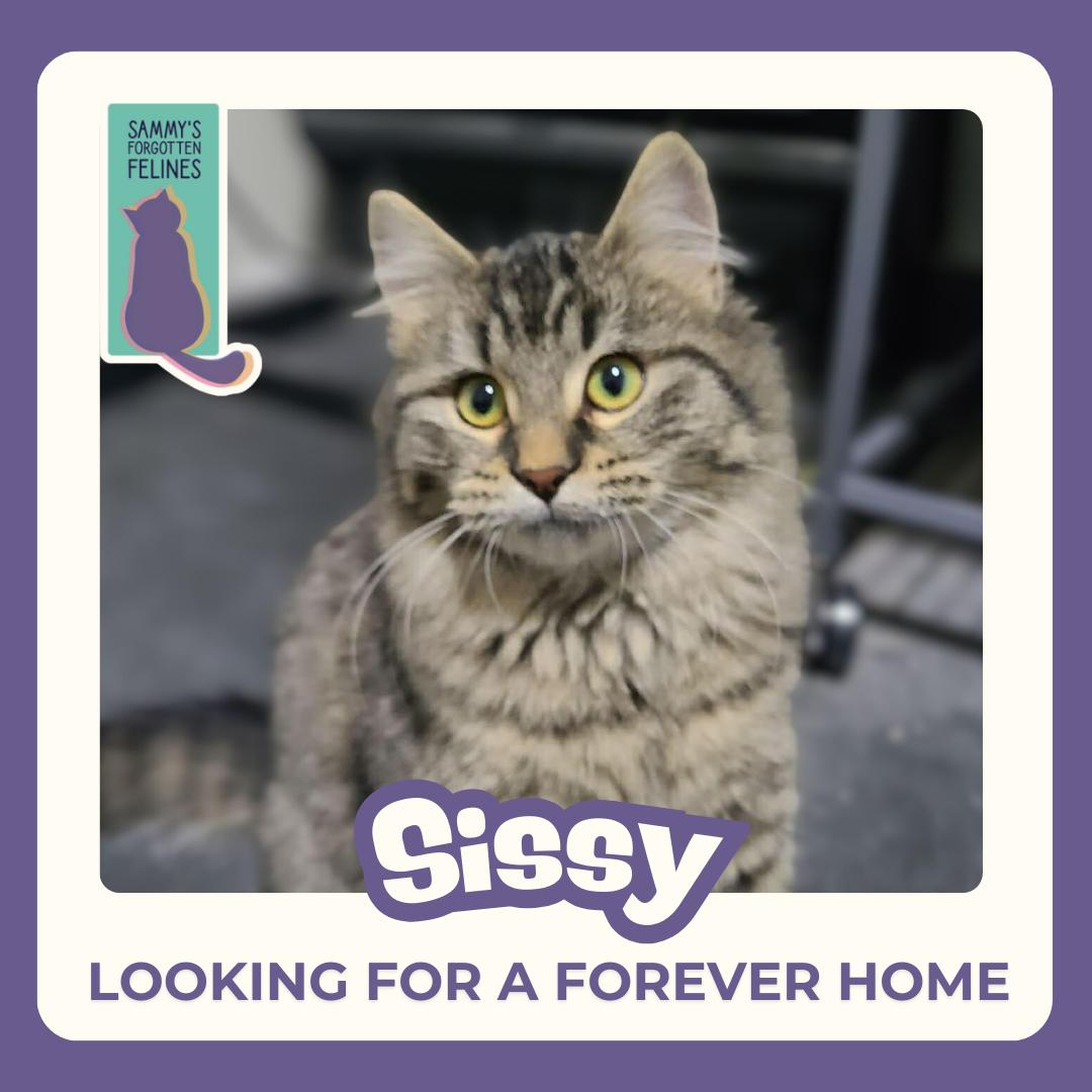 Sissy, Adoptable, Young Female Domestic Medium Hair.