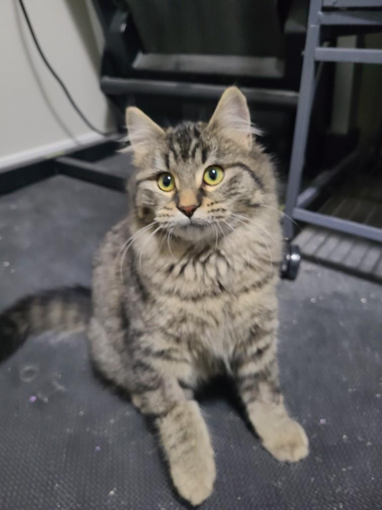 Enlarge Sissy, a Adoptable Domestic Medium Hair in Kamloops, BC image 2/2