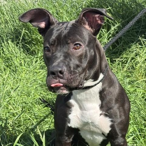 Pickles, an adoptable Pit Bull Terrier in Winnipeg, MB image 4/4