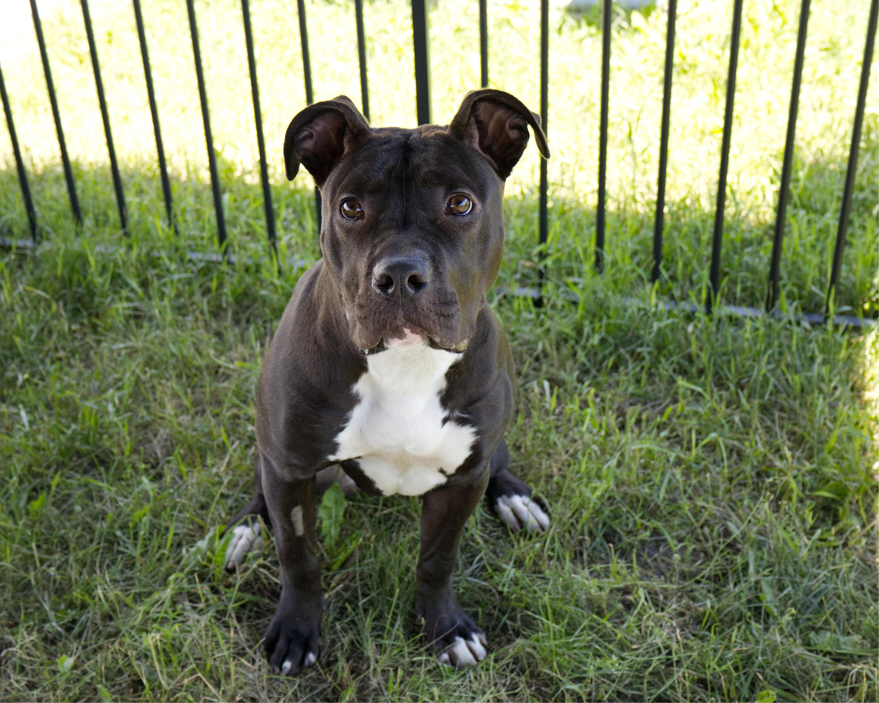 Pickles, adoptable, Young Female Pit Bull Terrier.