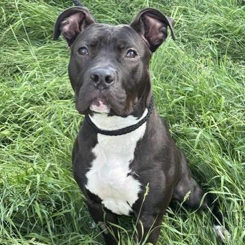 Pickles, an adoptable Pit Bull Terrier in Winnipeg, MB image 3/4