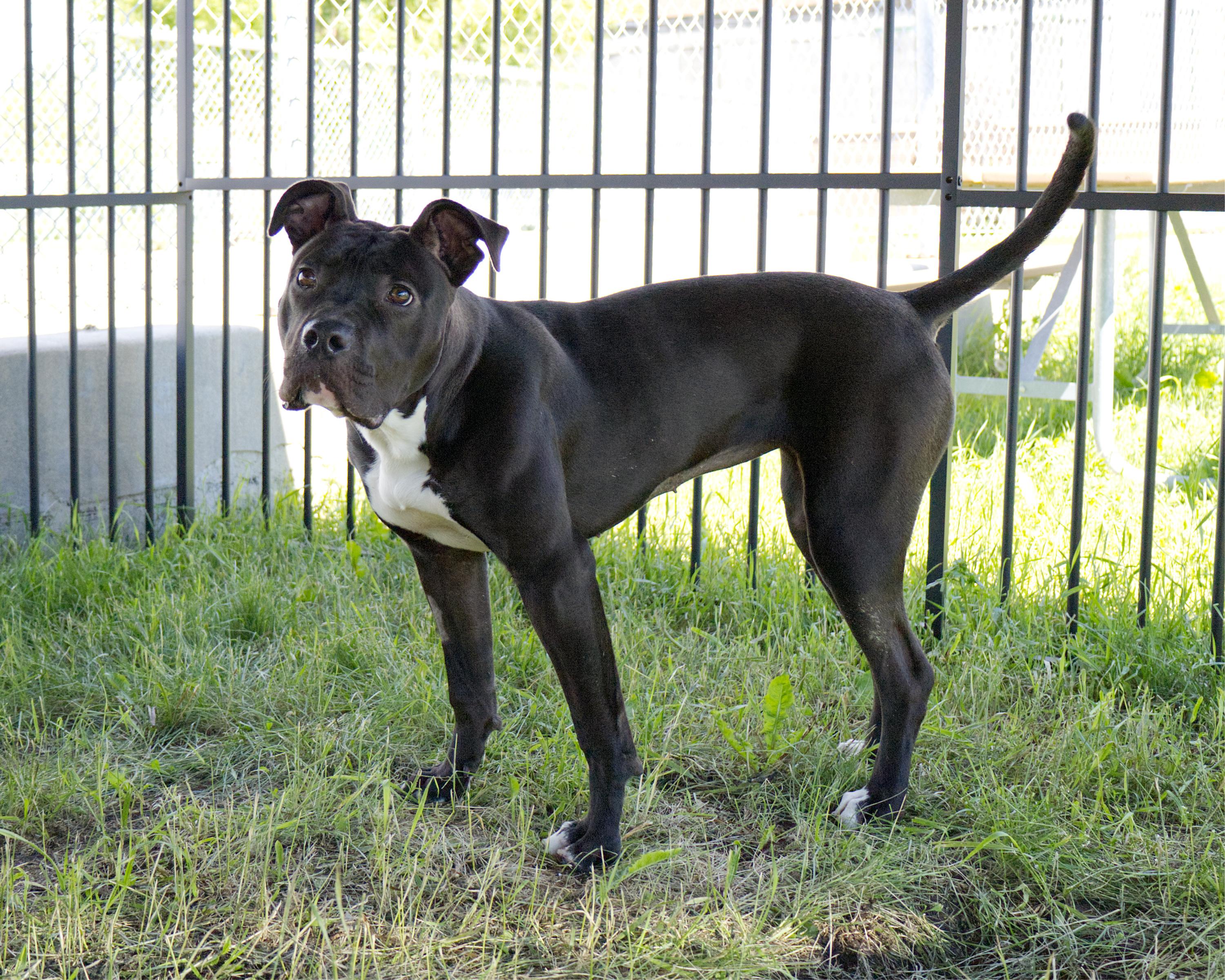 Pickles, an adoptable Pit Bull Terrier in Winnipeg, MB image 2/4