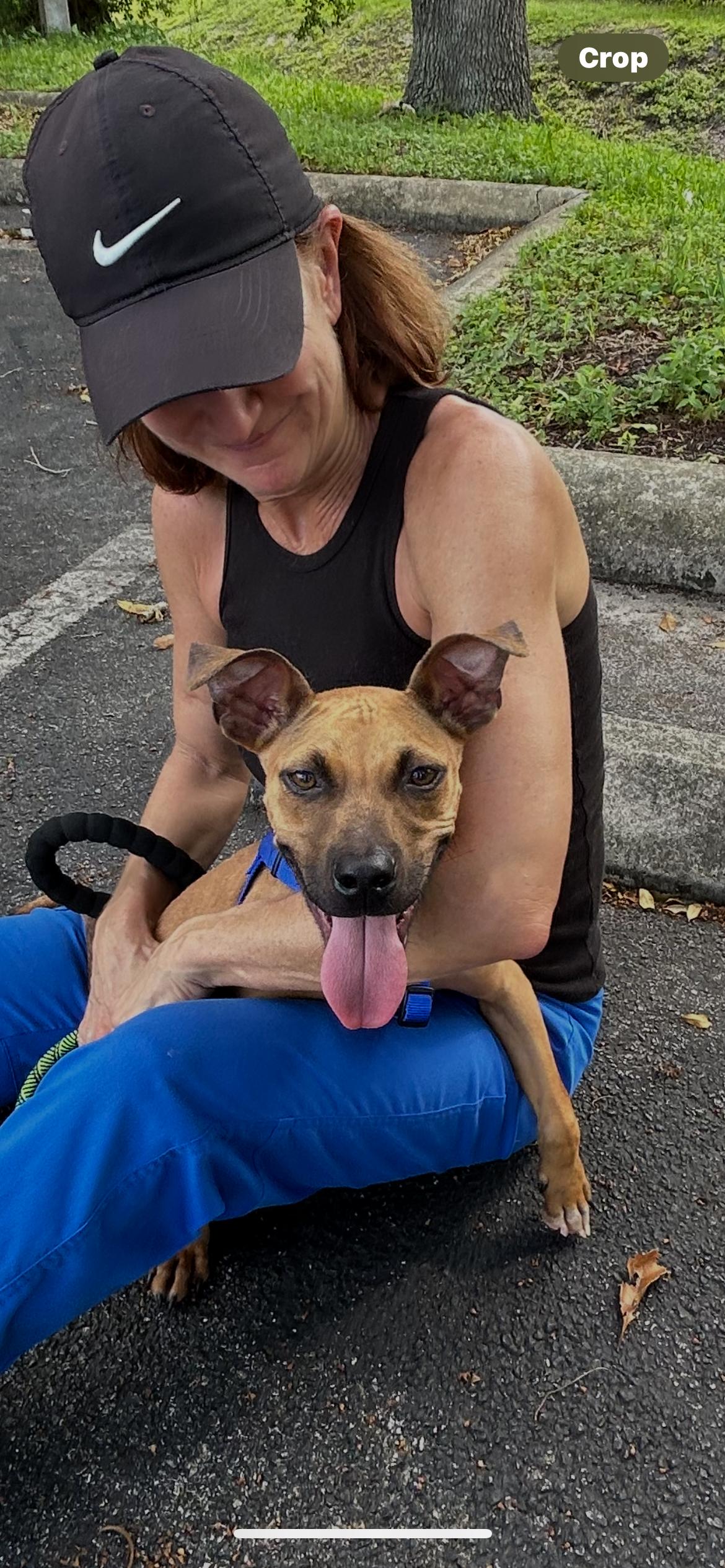 Enlarge Aaron, a Adoptable mixed breed in Coconut Creek, FL image 5/6