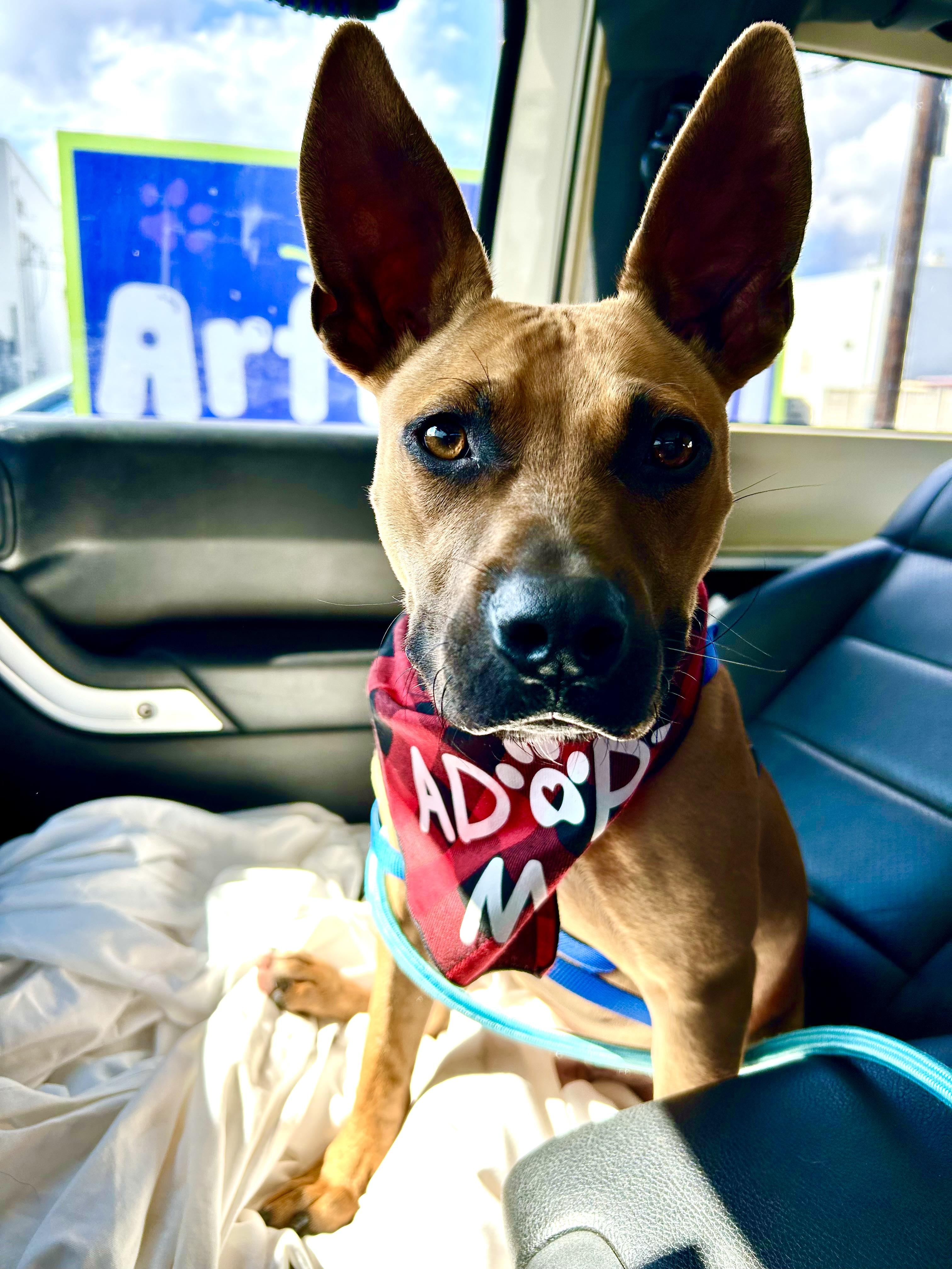 Aaron, Adoptable, Puppy Male Black Mouth Cur.